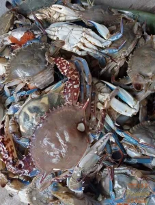 Crab