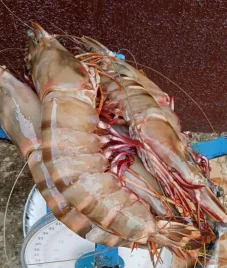 Prawn