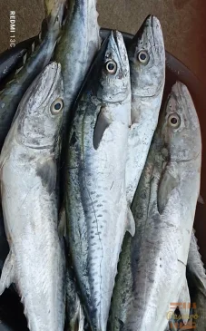 Highsea Mackerel Fish