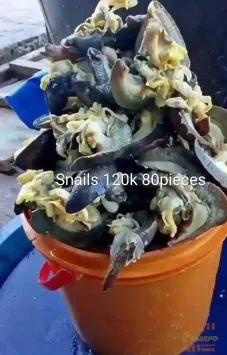 Fresh Cleaned Snails – Bulk Deal (80 Pieces)