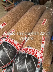 Jumbo Size Crayfish Bag (32-34 Custard Equivalent) – Wholesale Deal