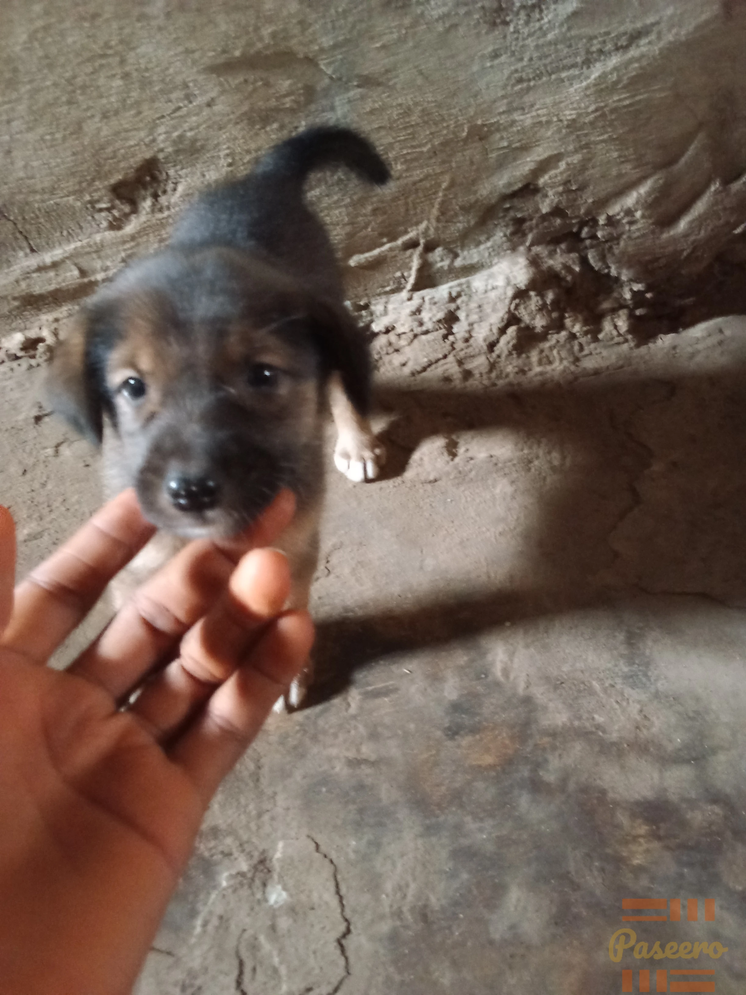 Puppy dogs1