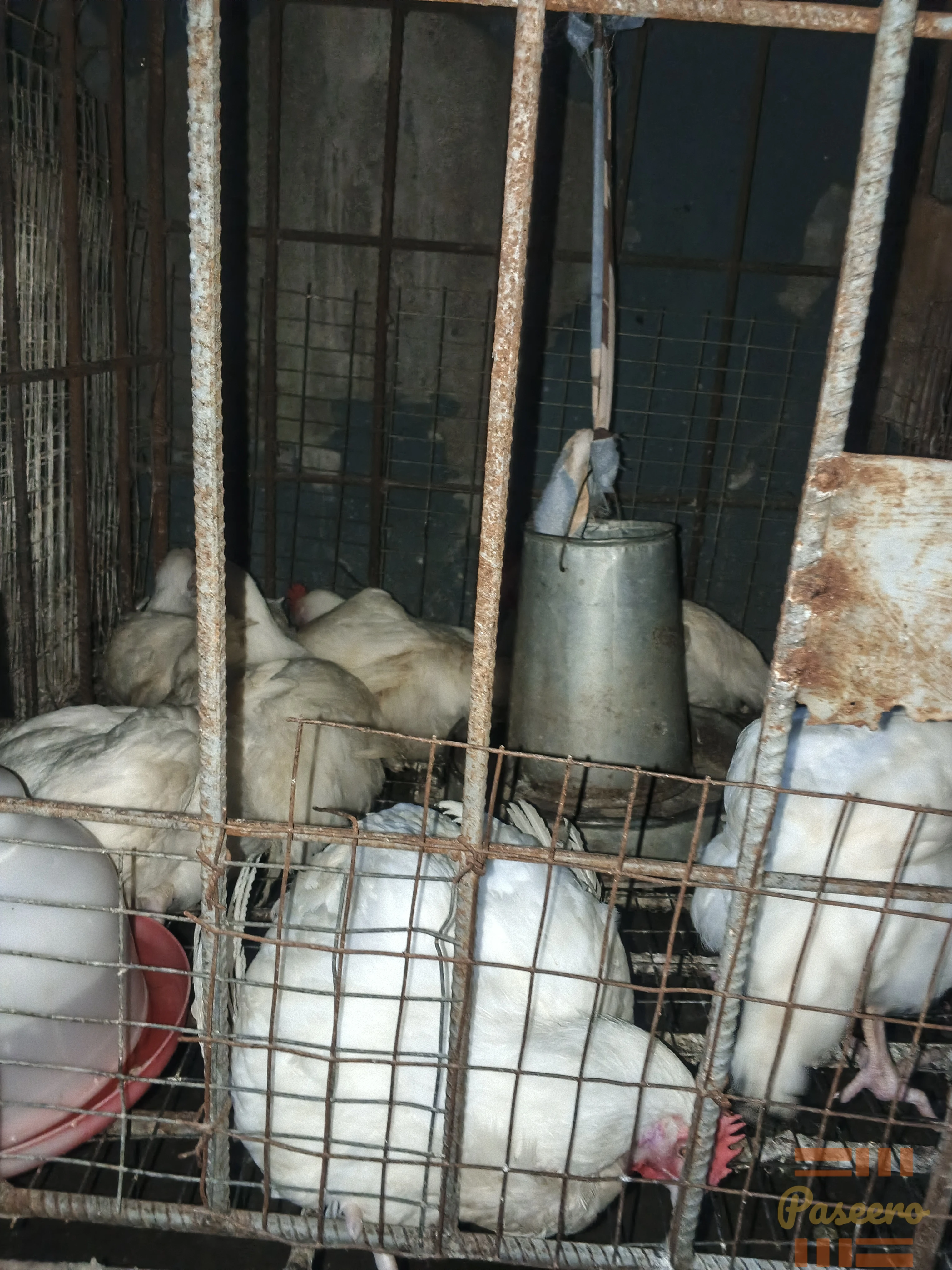 3 months old broiler chicken3