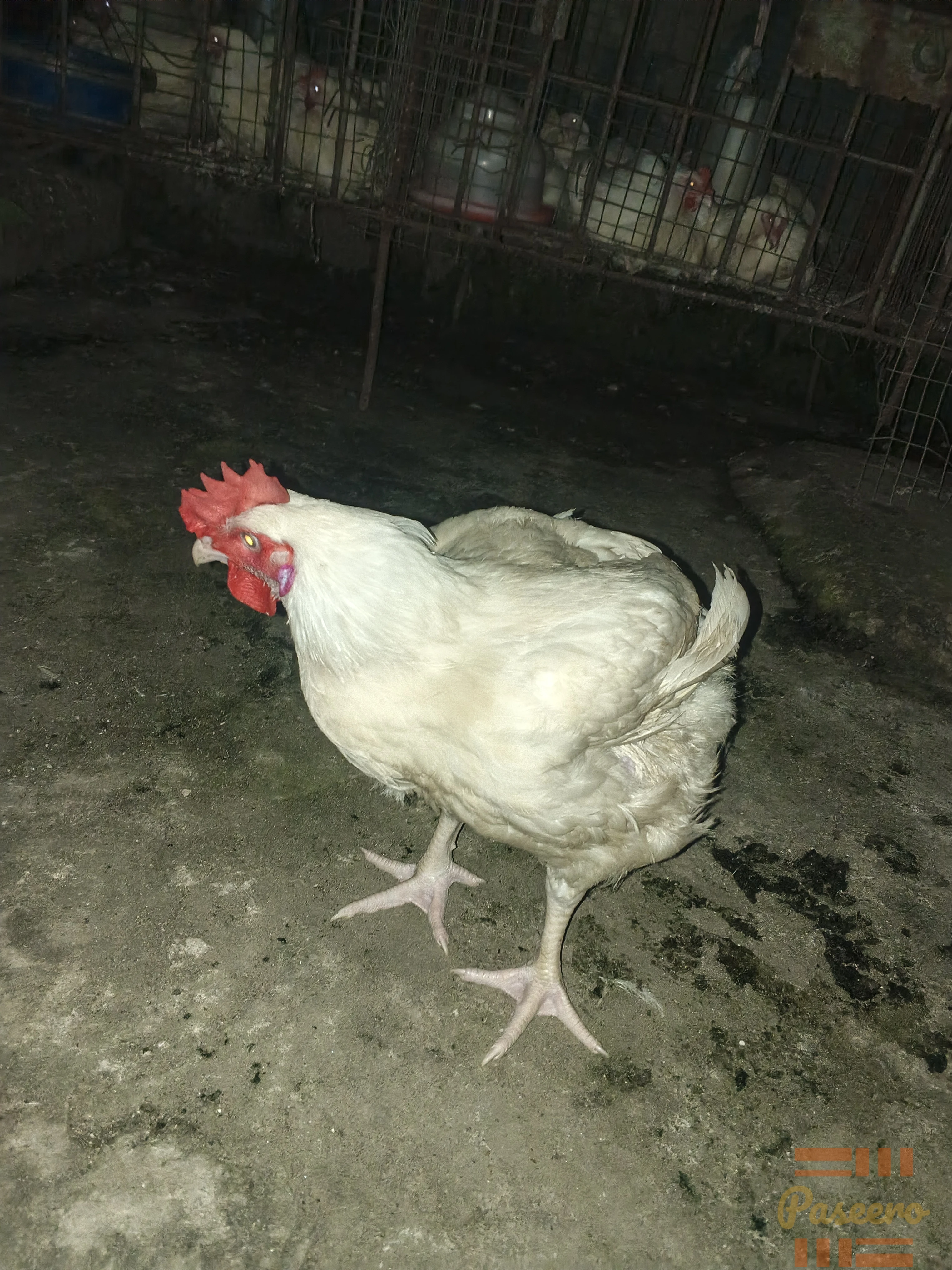 3 months old broiler chicken2