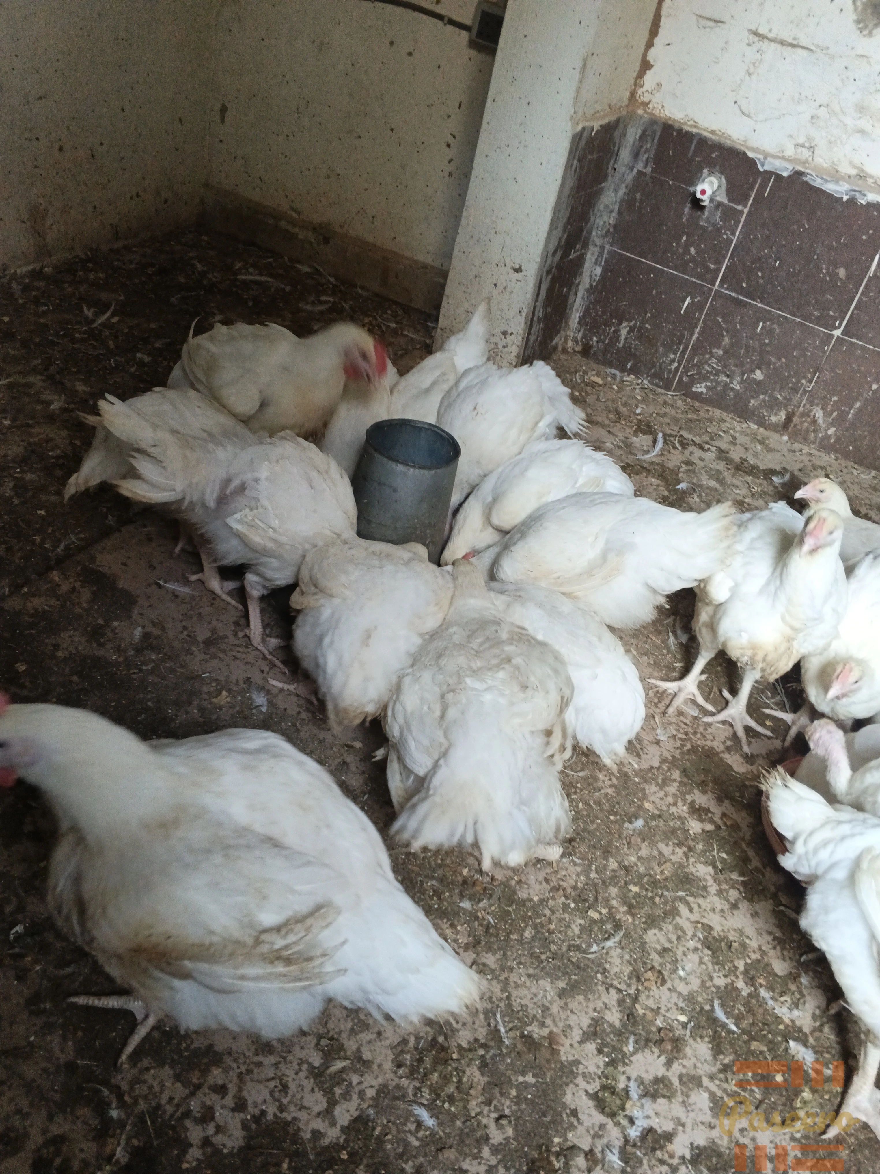 3 months old broiler chicken1