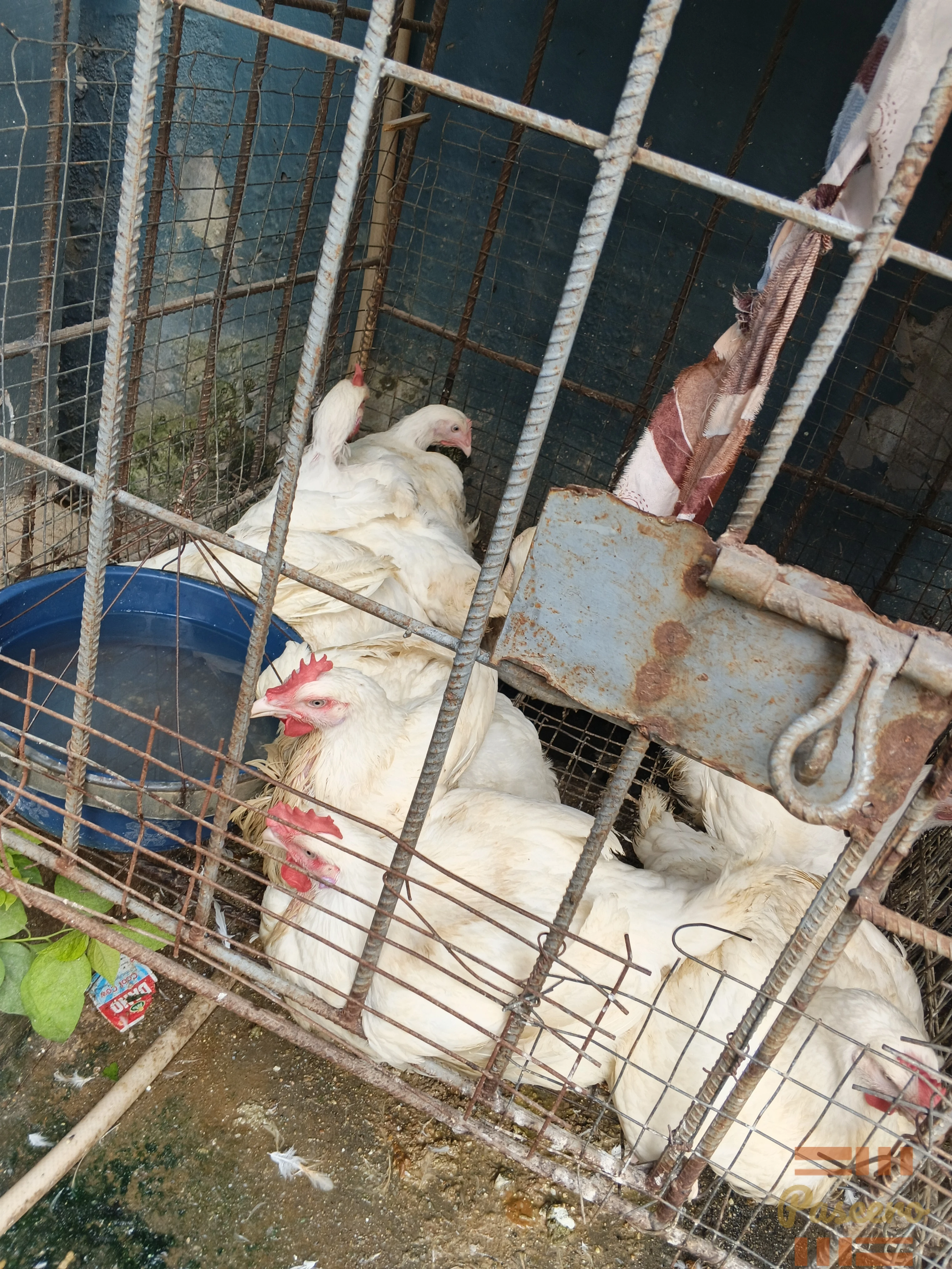 3 months old broiler chicken