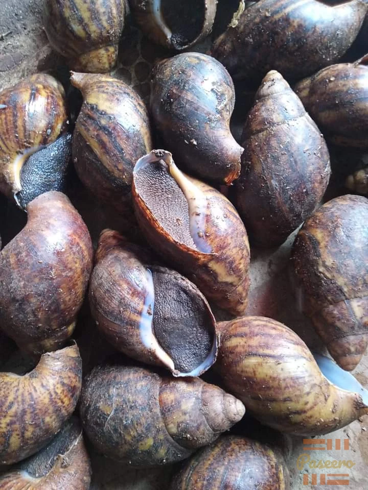 Point of lay snails (AMO)2