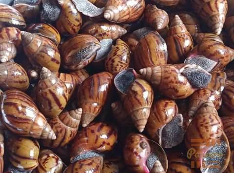 Point of lay snails (AMO)1