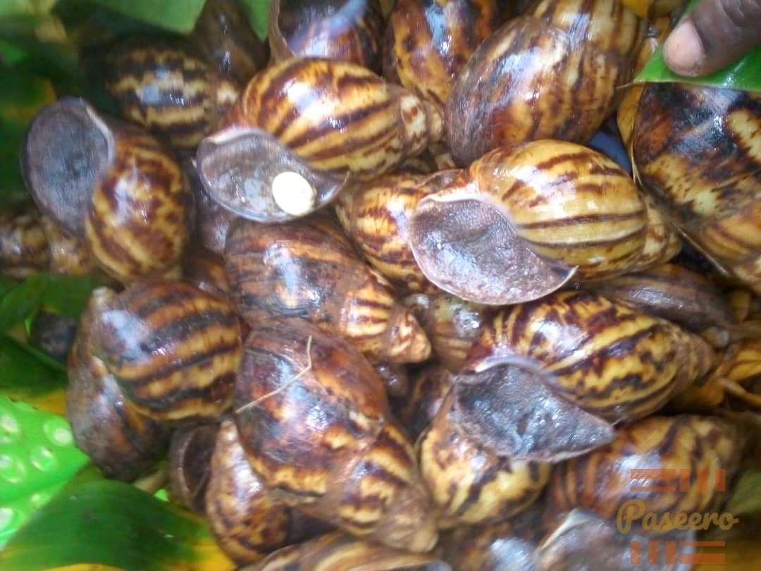 Point of lay snails (AMO)