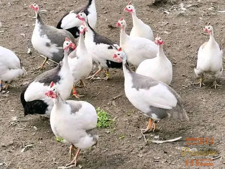 SUCCESS & EXCELLENT HYBRID POULTRY FARM FOREIGN GUINEA FOWL
(08100141283)3