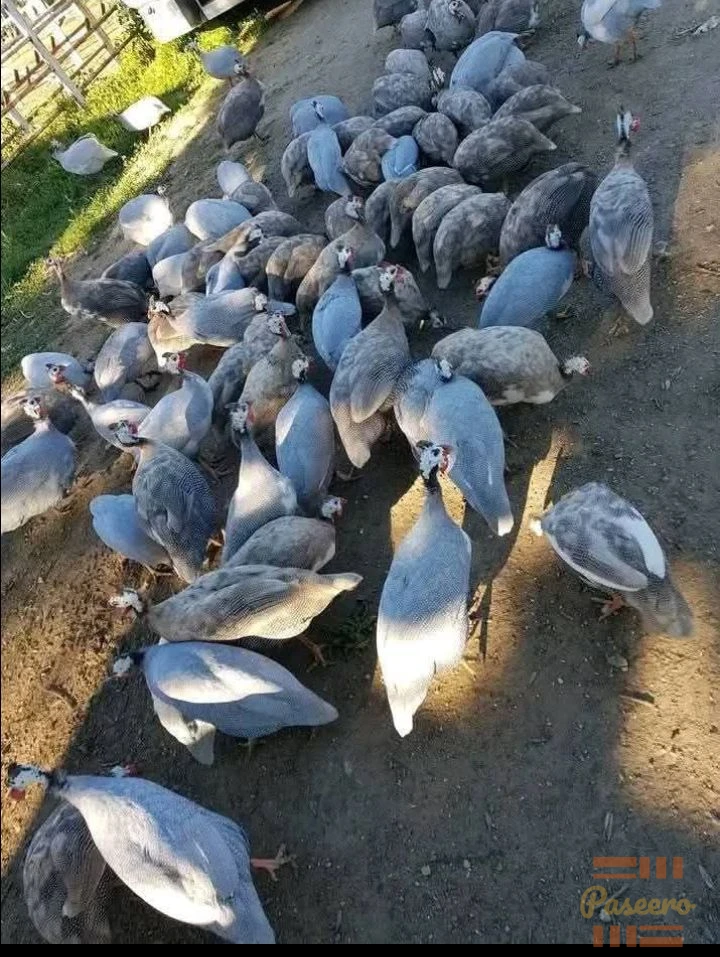 SUCCESS & EXCELLENT HYBRID POULTRY FARM FOREIGN GUINEA FOWL
(08100141283)1