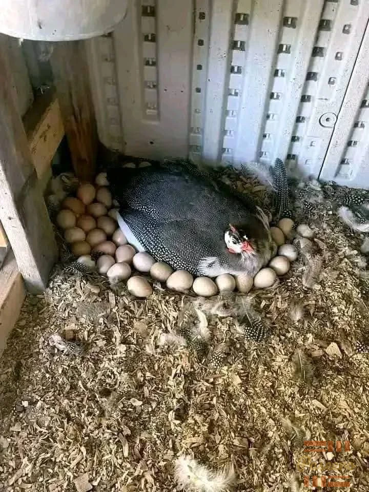 SUCCESS & EXCELLENT HYBRID POULTRY FARM FOREIGN GUINEA FOWL
(08100141283)2