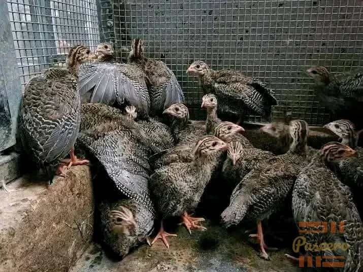 SUCCESS & EXCELLENT HYBRID POULTRY FARM FOREIGN GUINEA FOWL
(08100141283)4