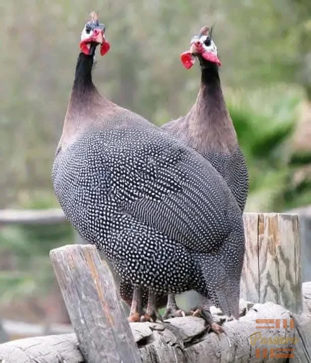 SUCCESS & EXCELLENT HYBRID POULTRY FARM FOREIGN GUINEA FOWL
(08100141283)