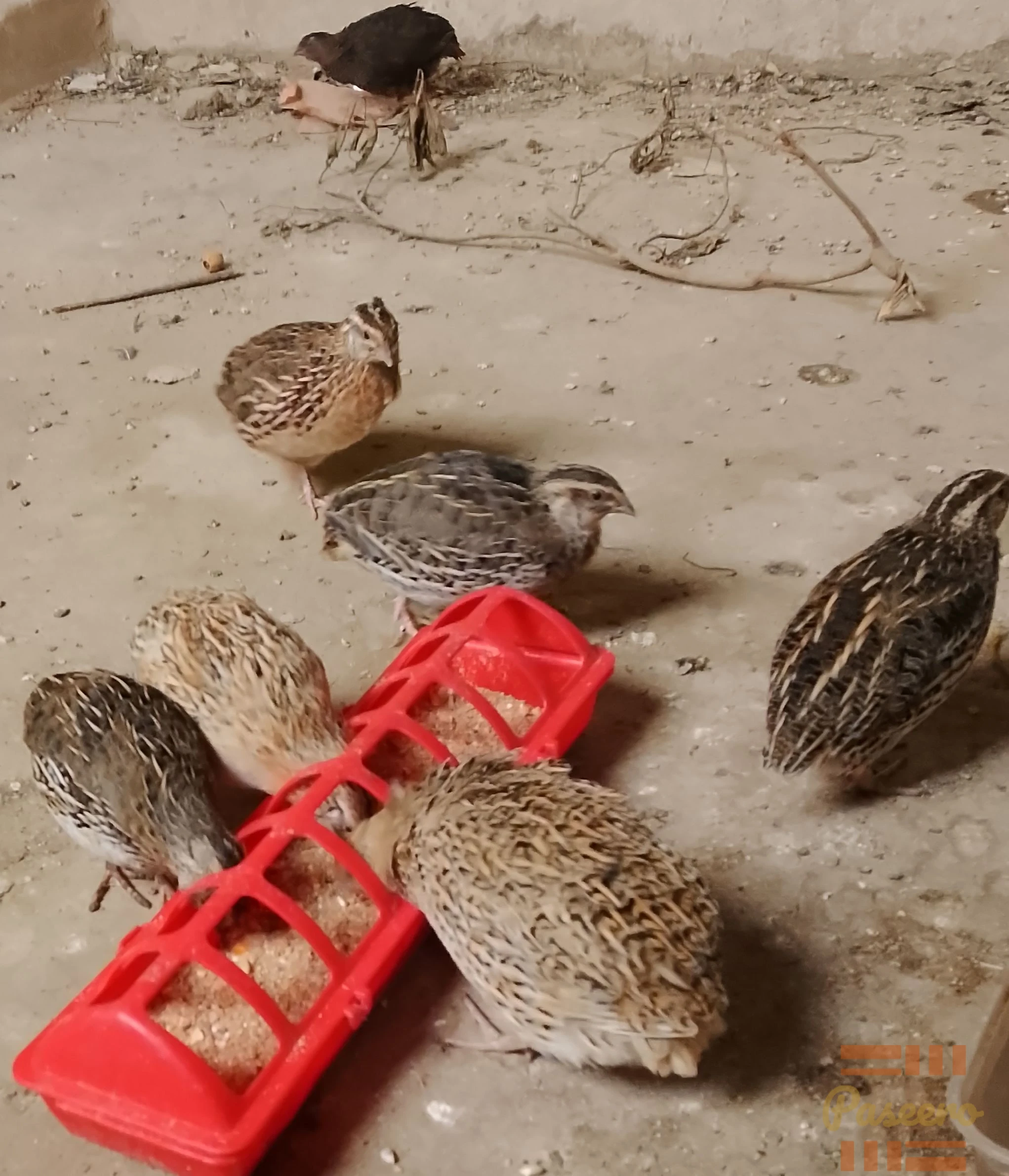 Quail
