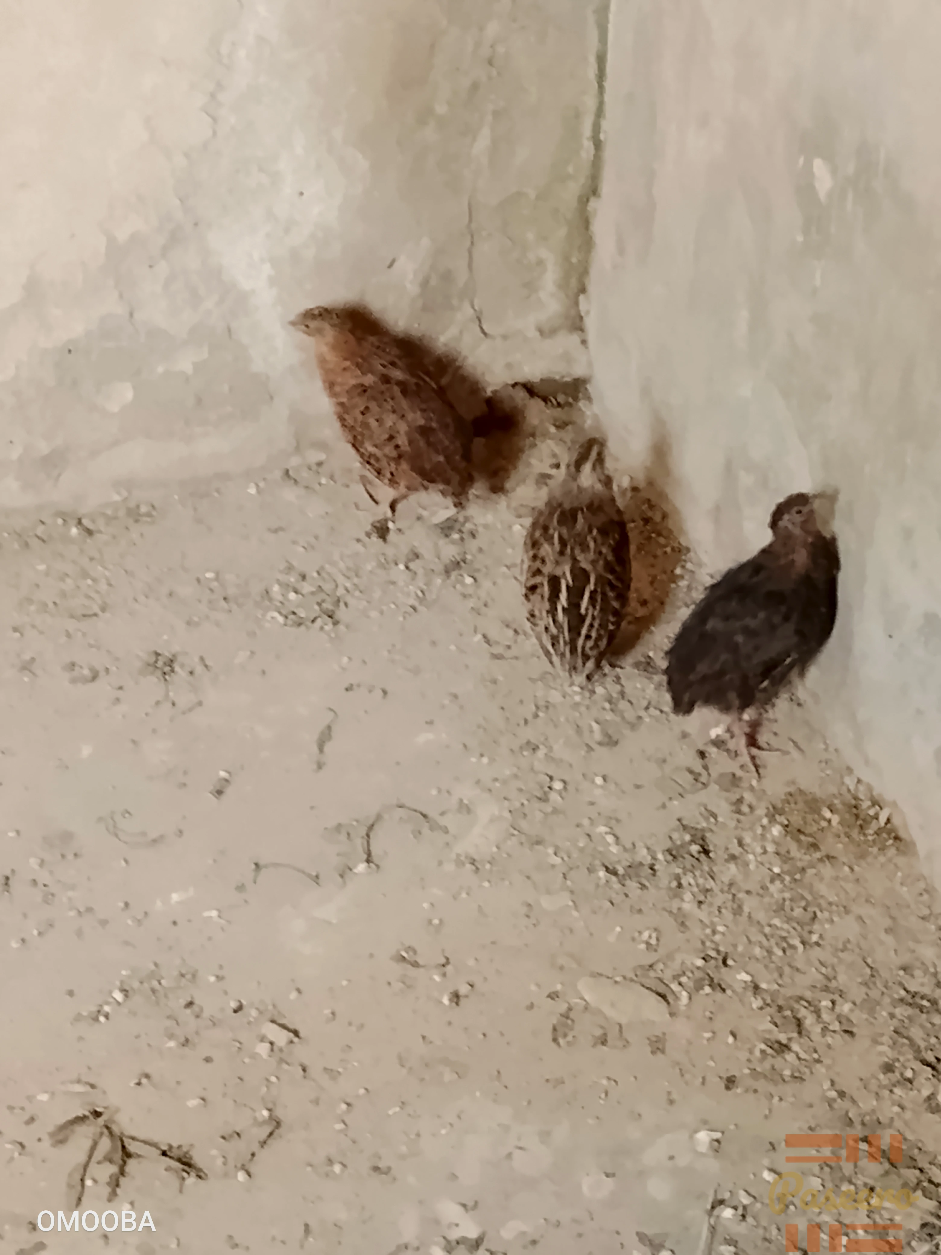 Quail1