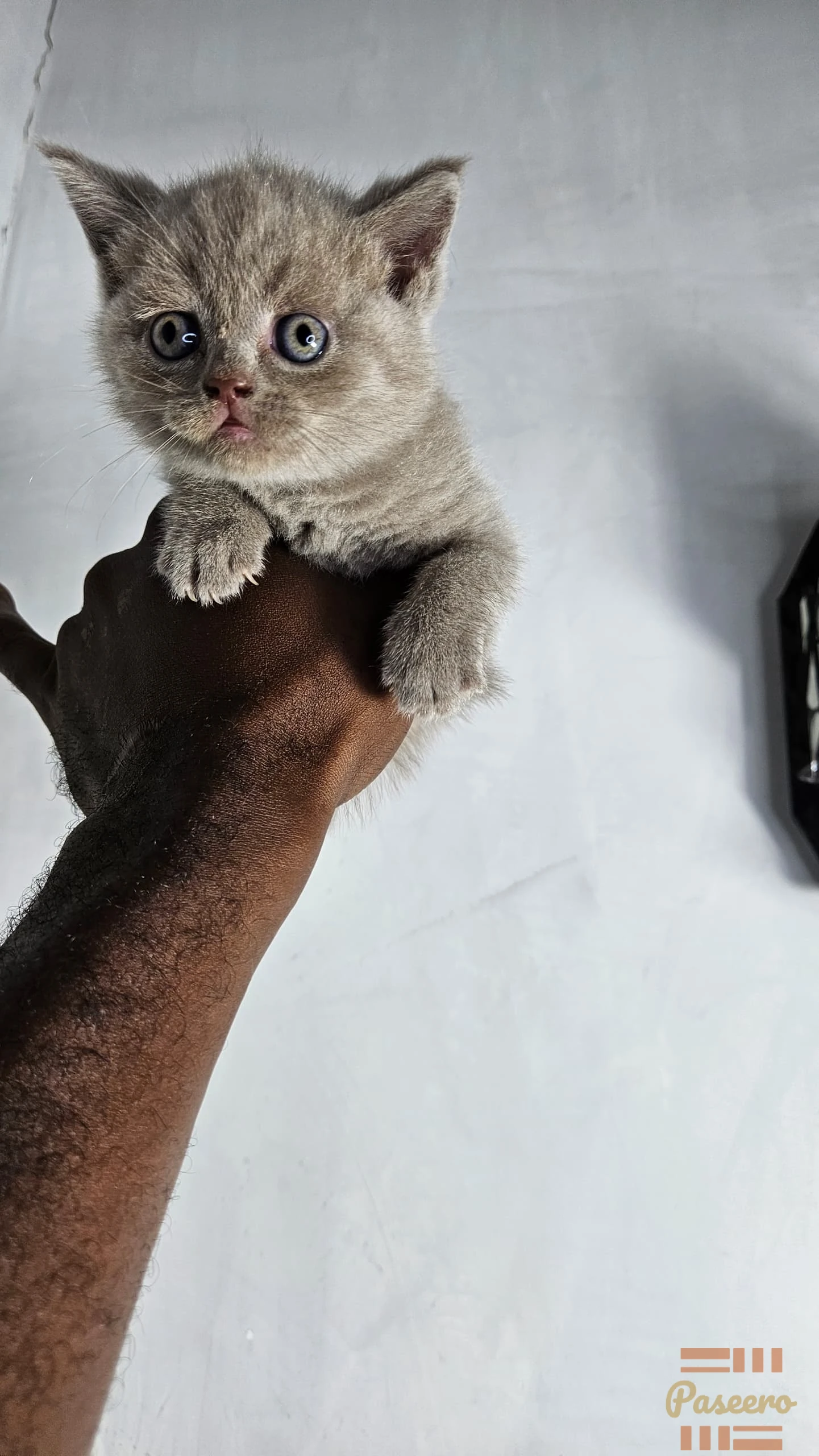 Pure British Shorthair Kitten From Imported Parents4