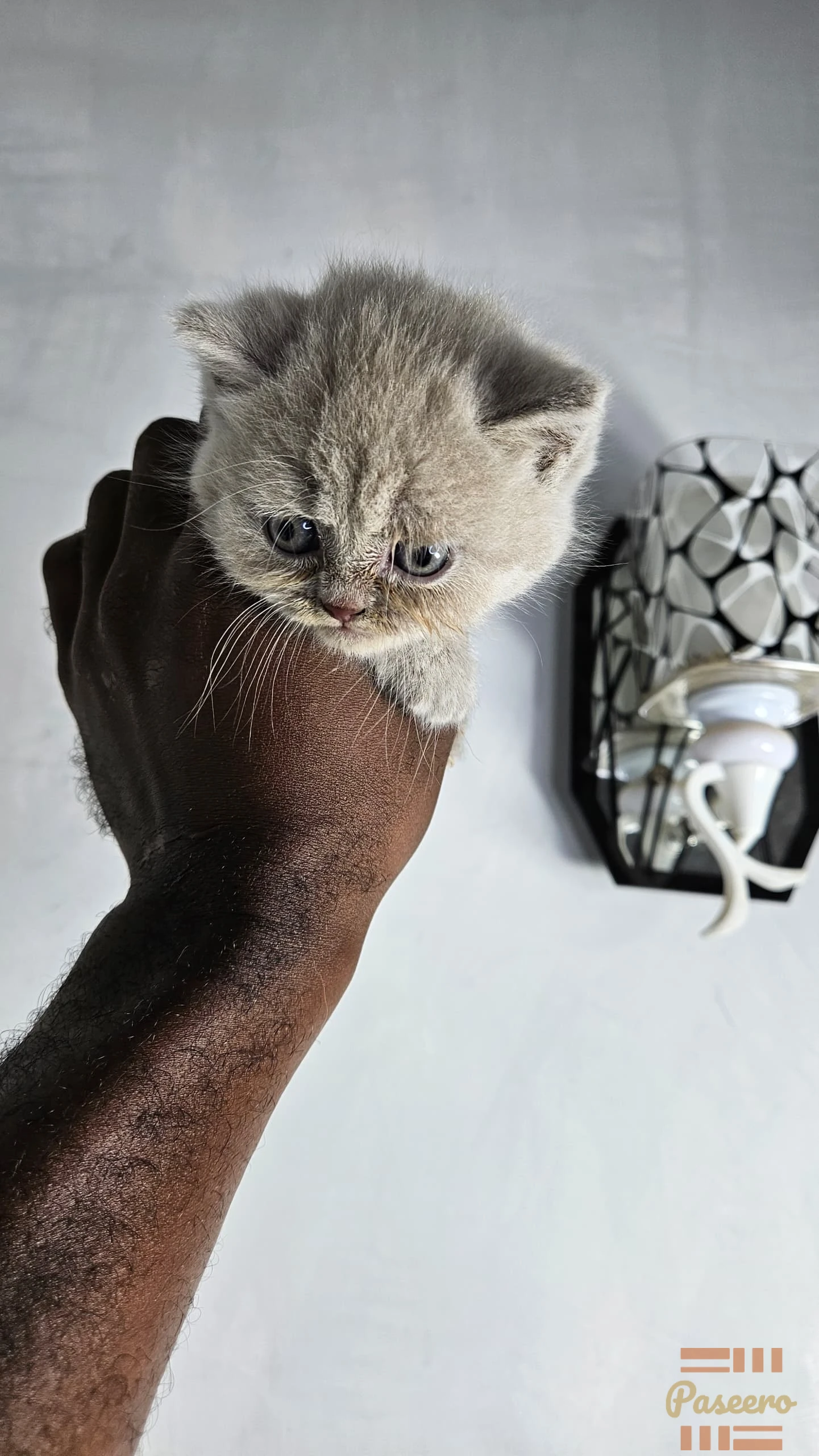 Pure British Shorthair Kitten From Imported Parents2