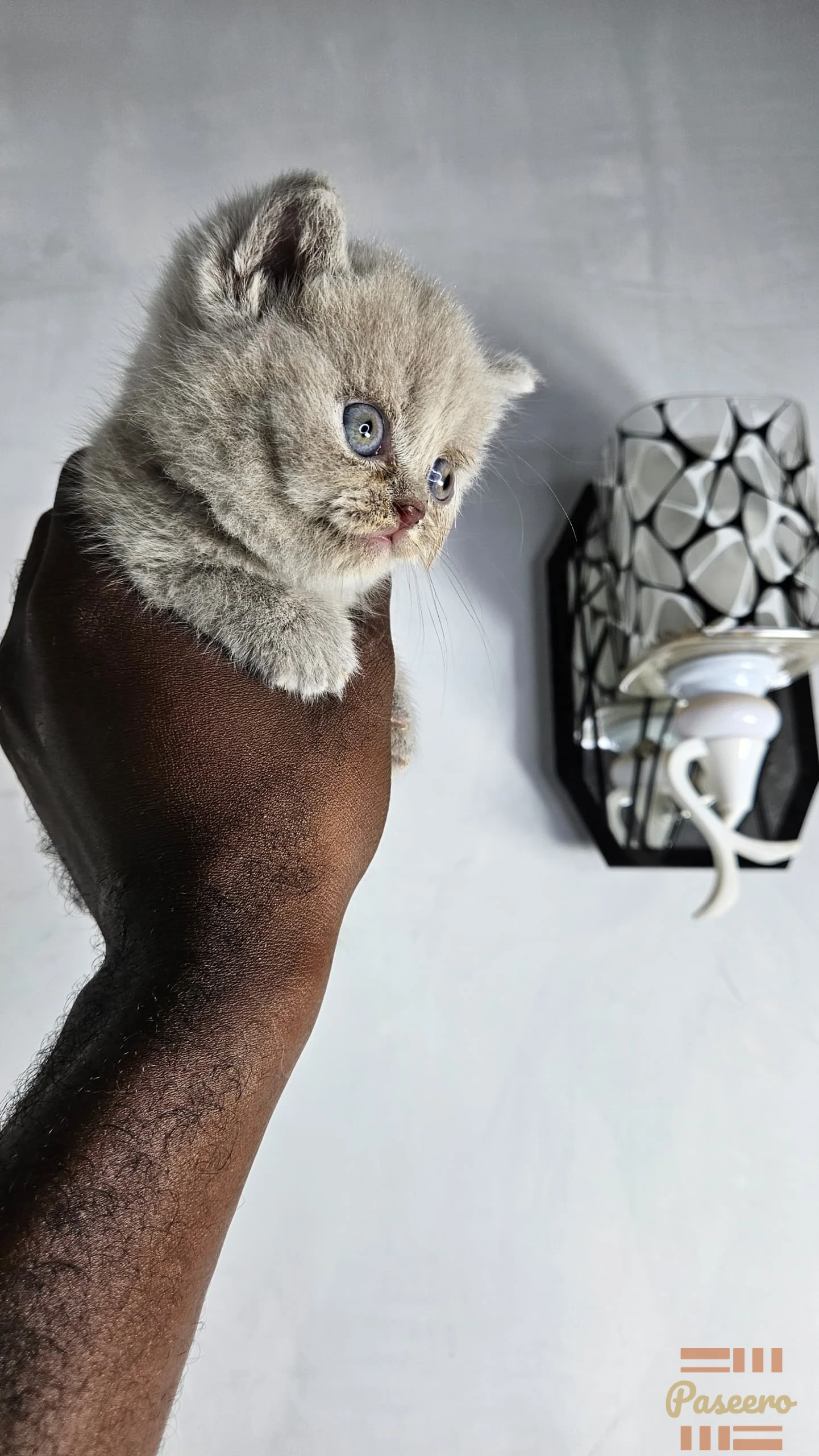 Pure British Shorthair Kitten From Imported Parents3