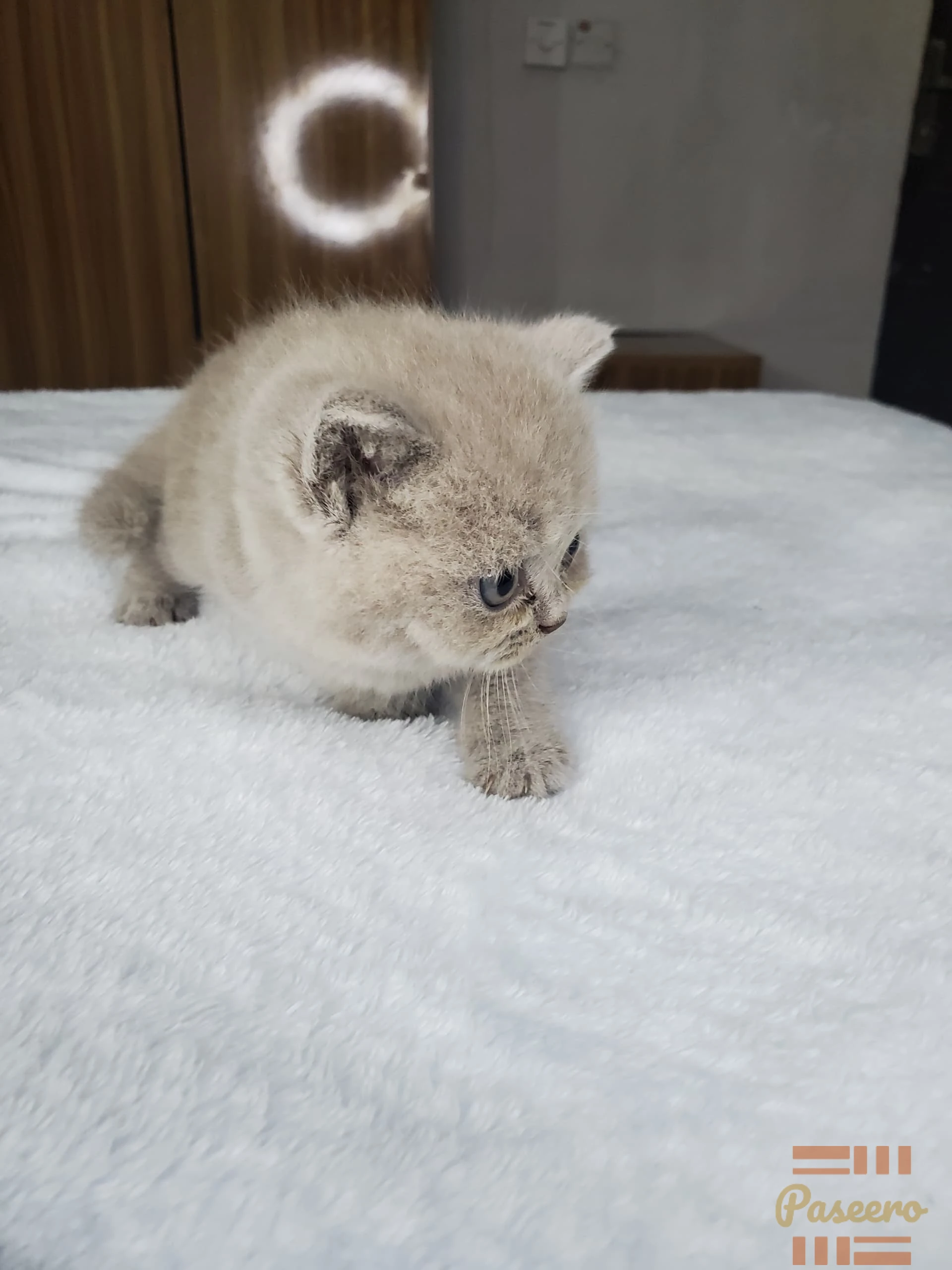 Pure British Shorthair Kitten From Imported Parents1