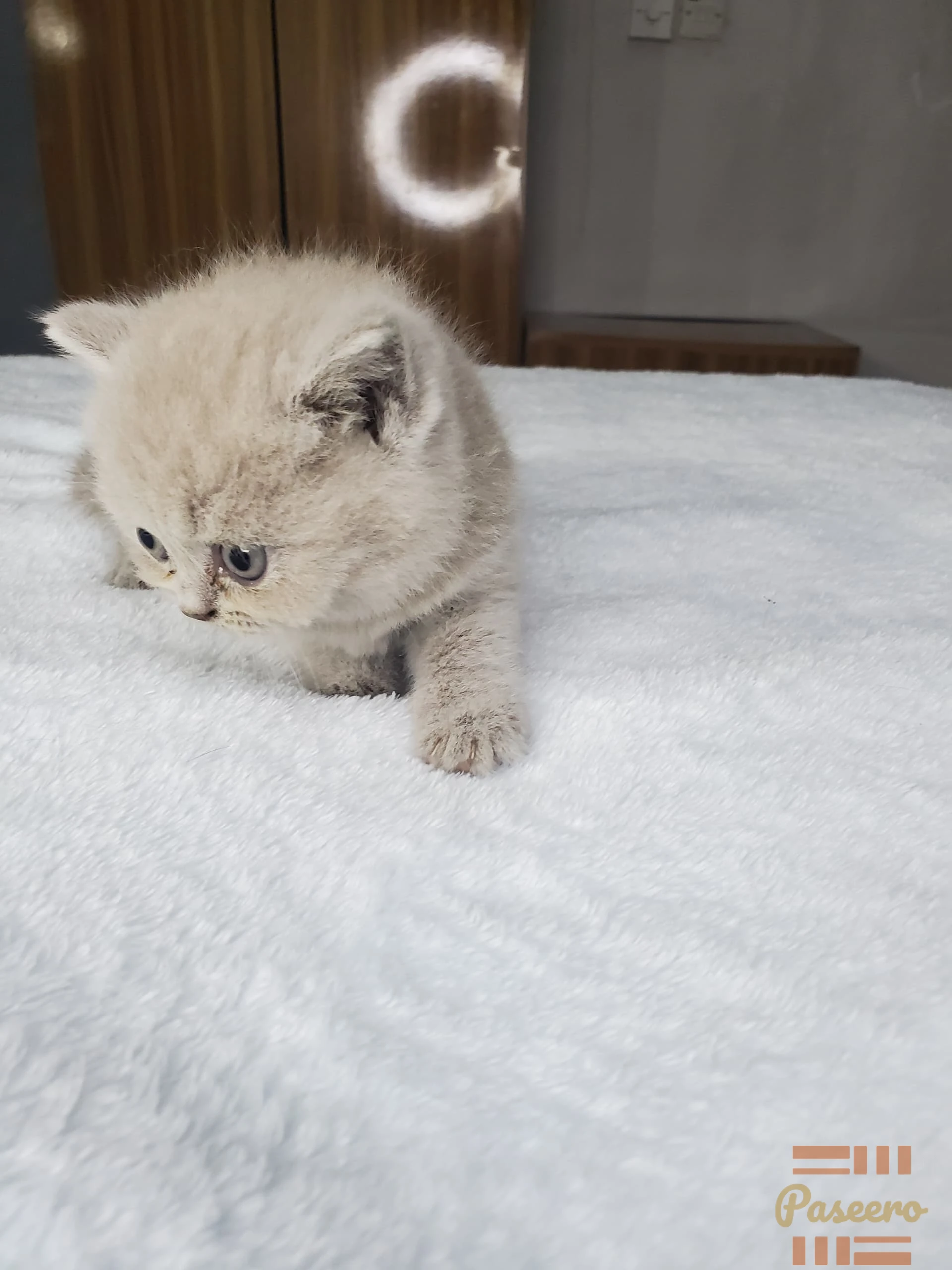 Pure British Shorthair Kitten From Imported Parents