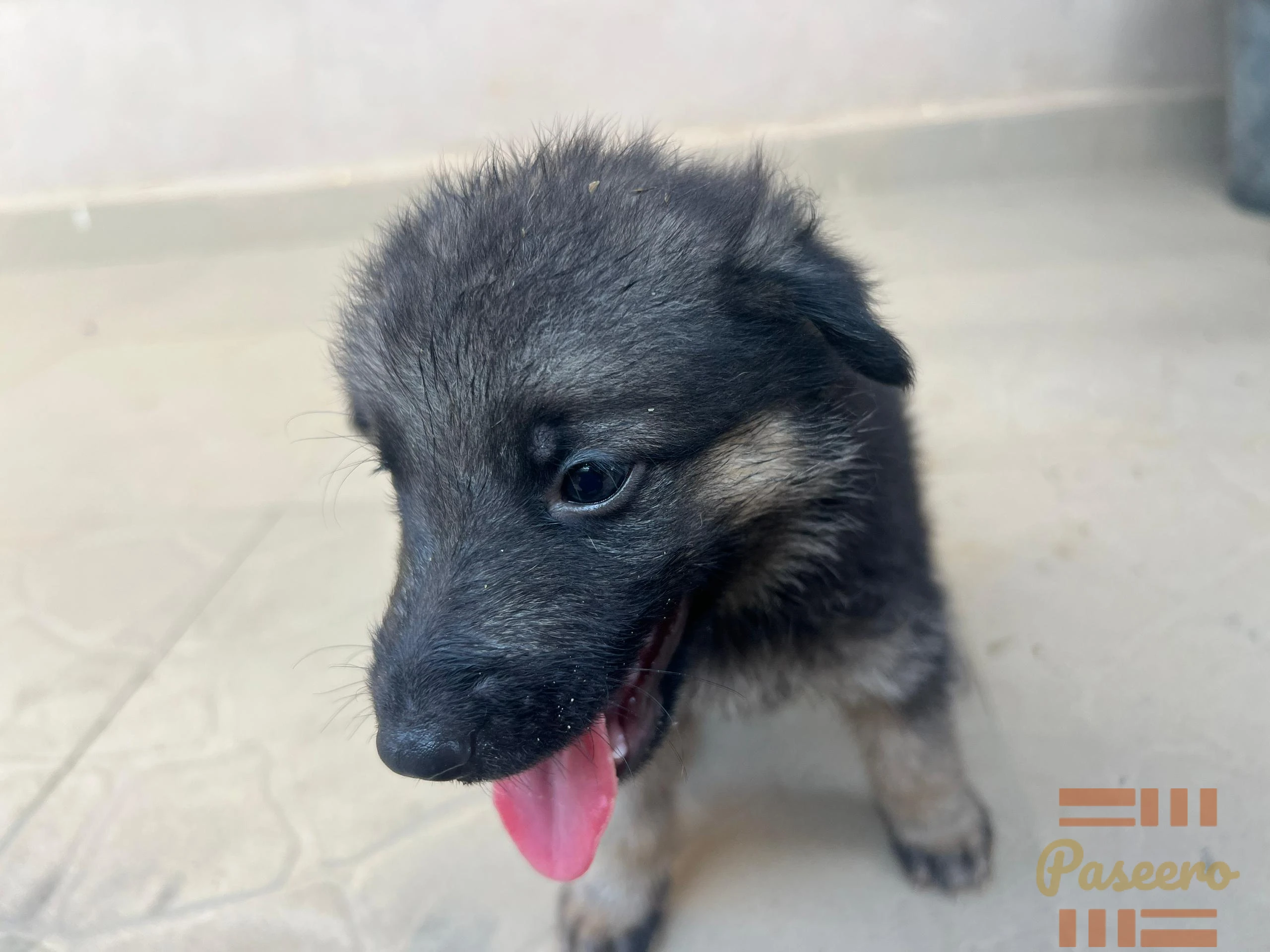 German shepherd puppy full brid2