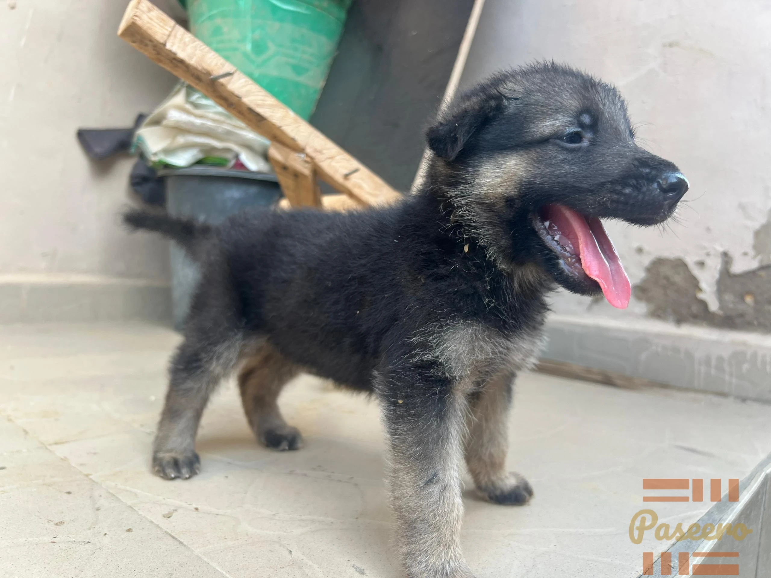 German shepherd puppy full brid1