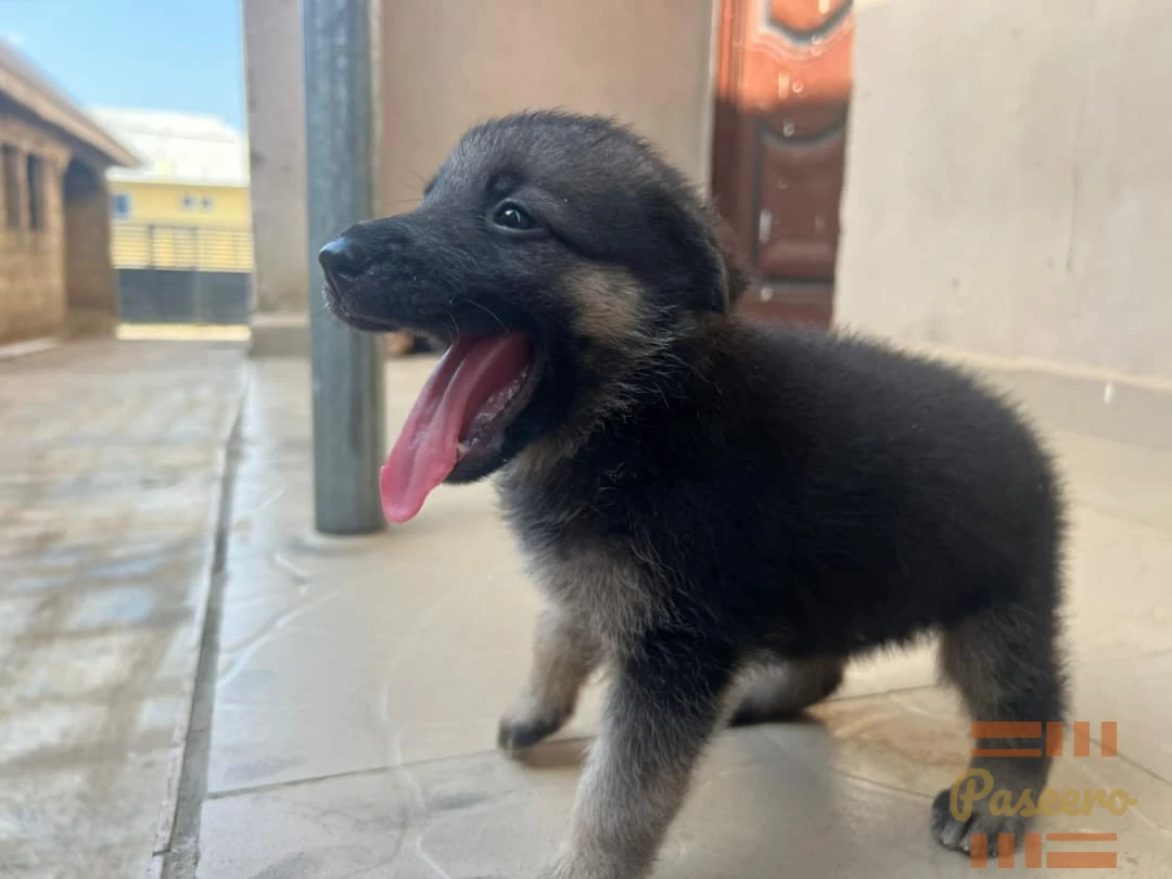 German shepherd puppy full brid