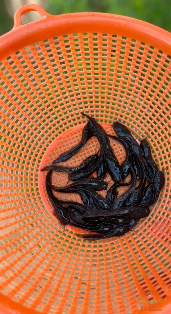 Fingerling and juvenile catfish available2