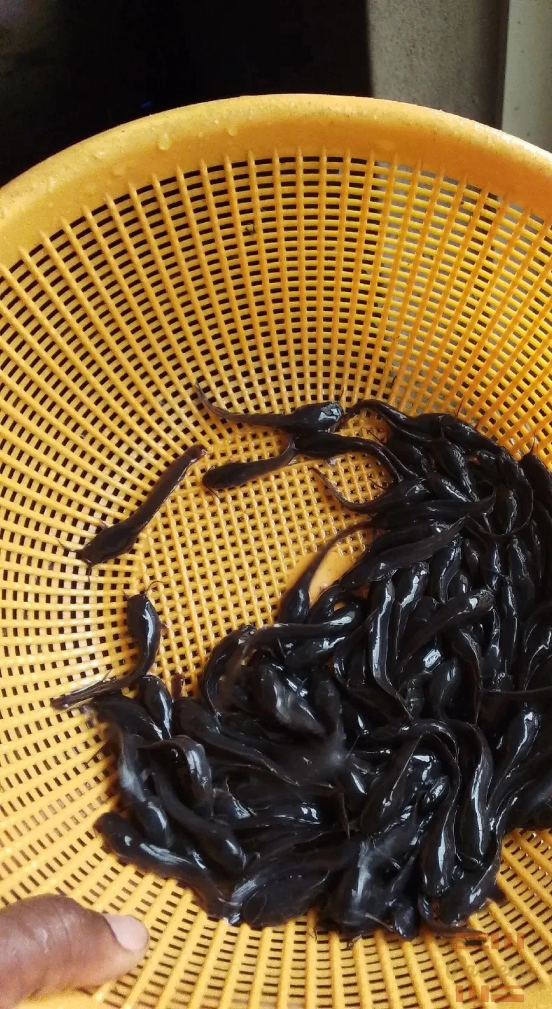 Fingerling and juvenile catfish available