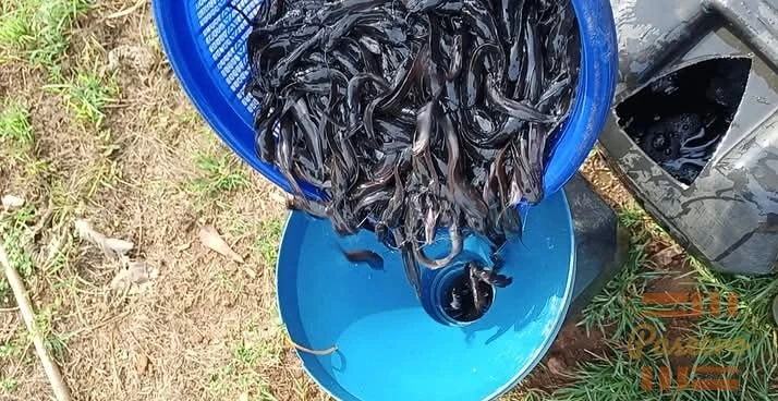 Fingerling and juvenile catfish available1