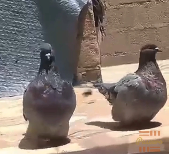Poster pigeon1