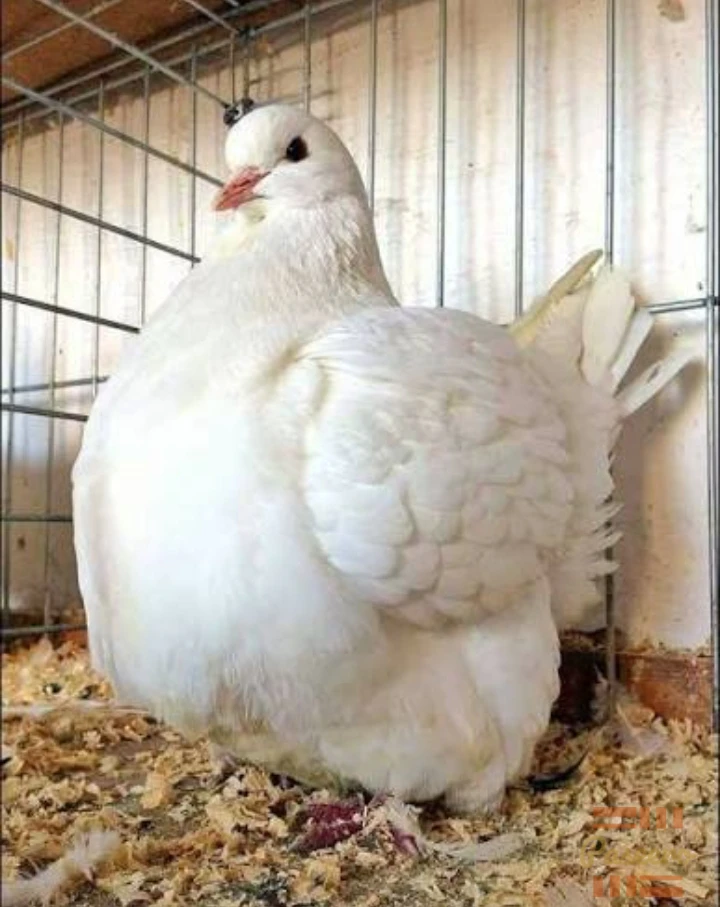 Poster pigeon