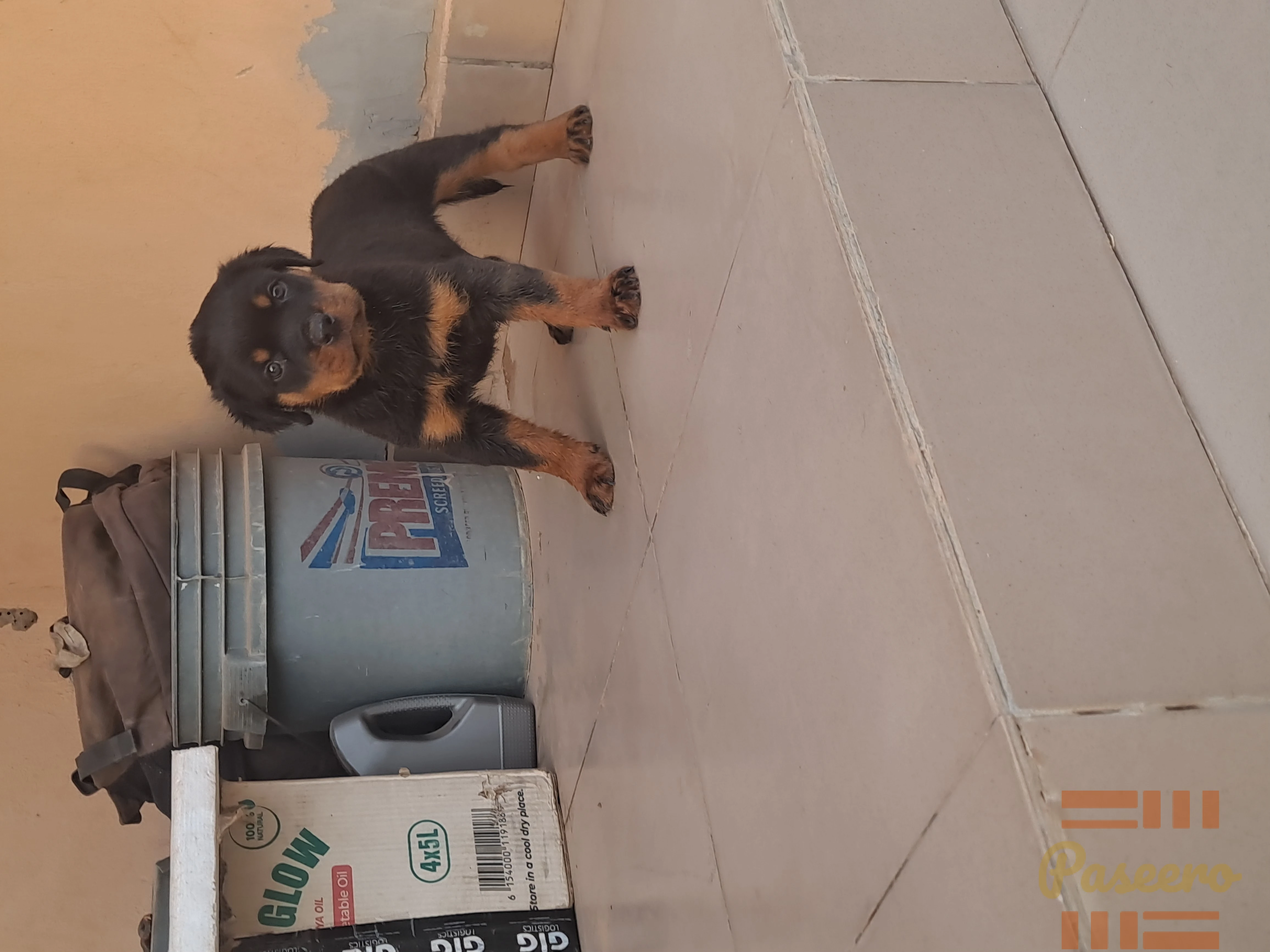 Solid dog3