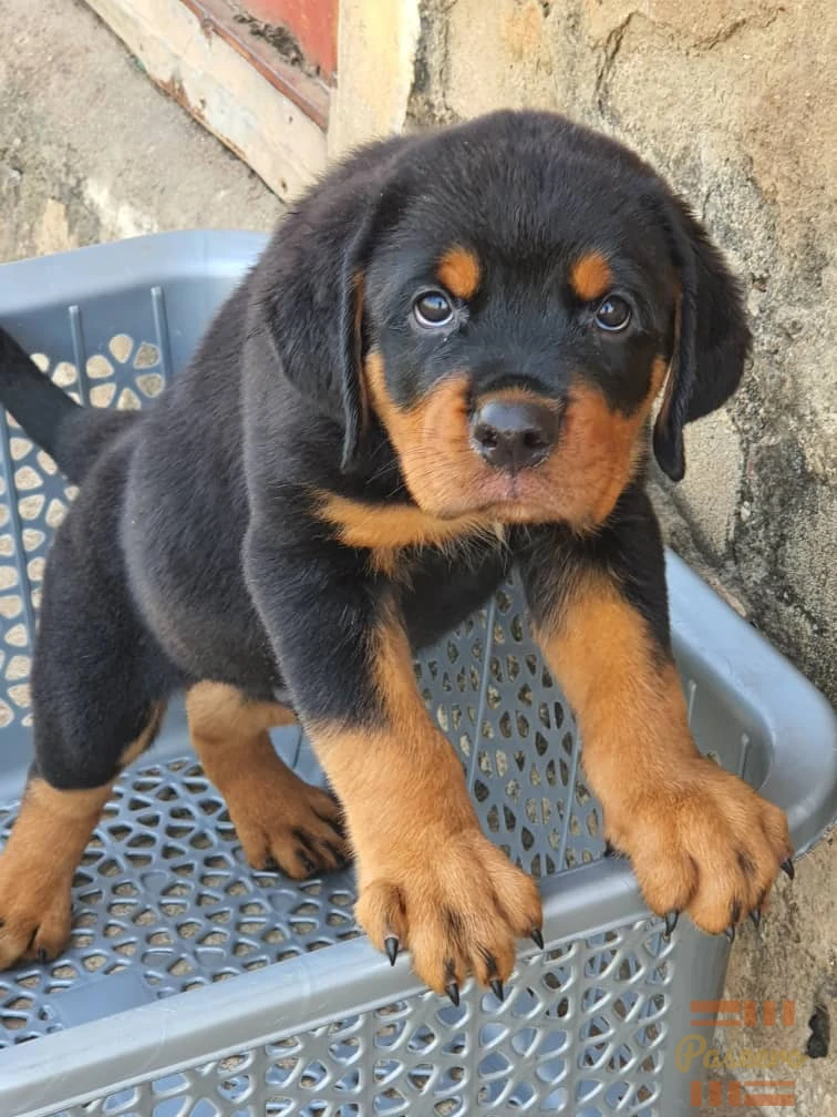 Solid dog