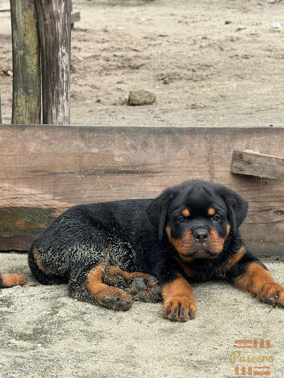 Solid dog2