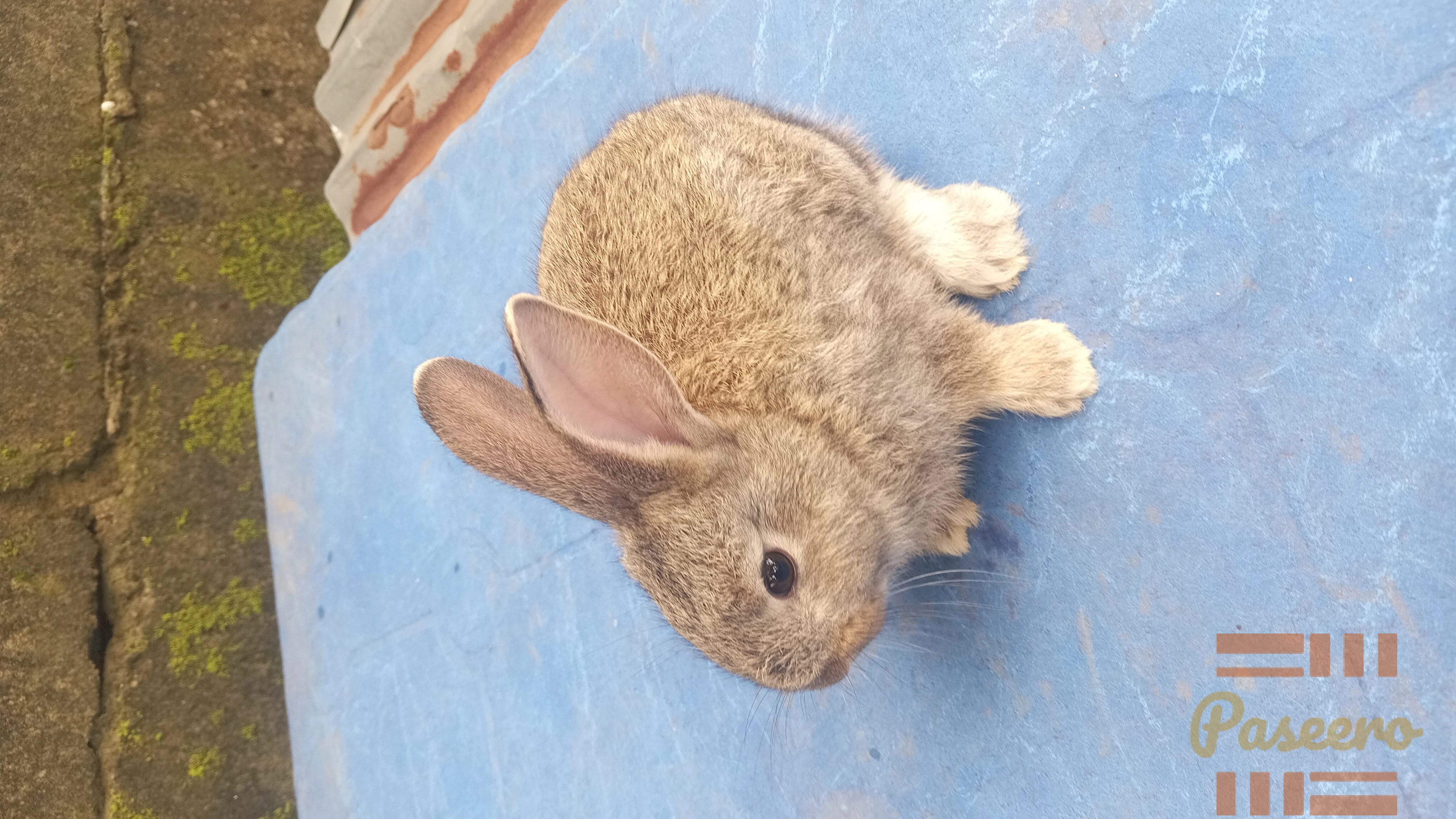 Exotic Bunnies4