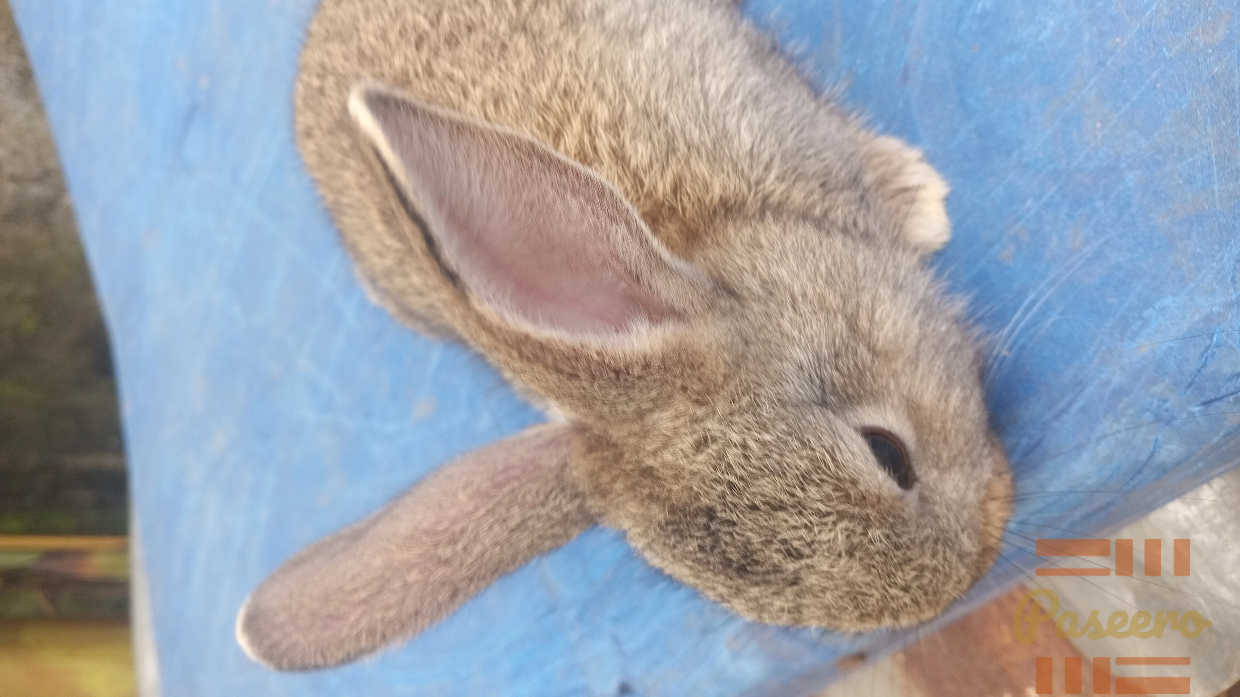 Exotic Bunnies3