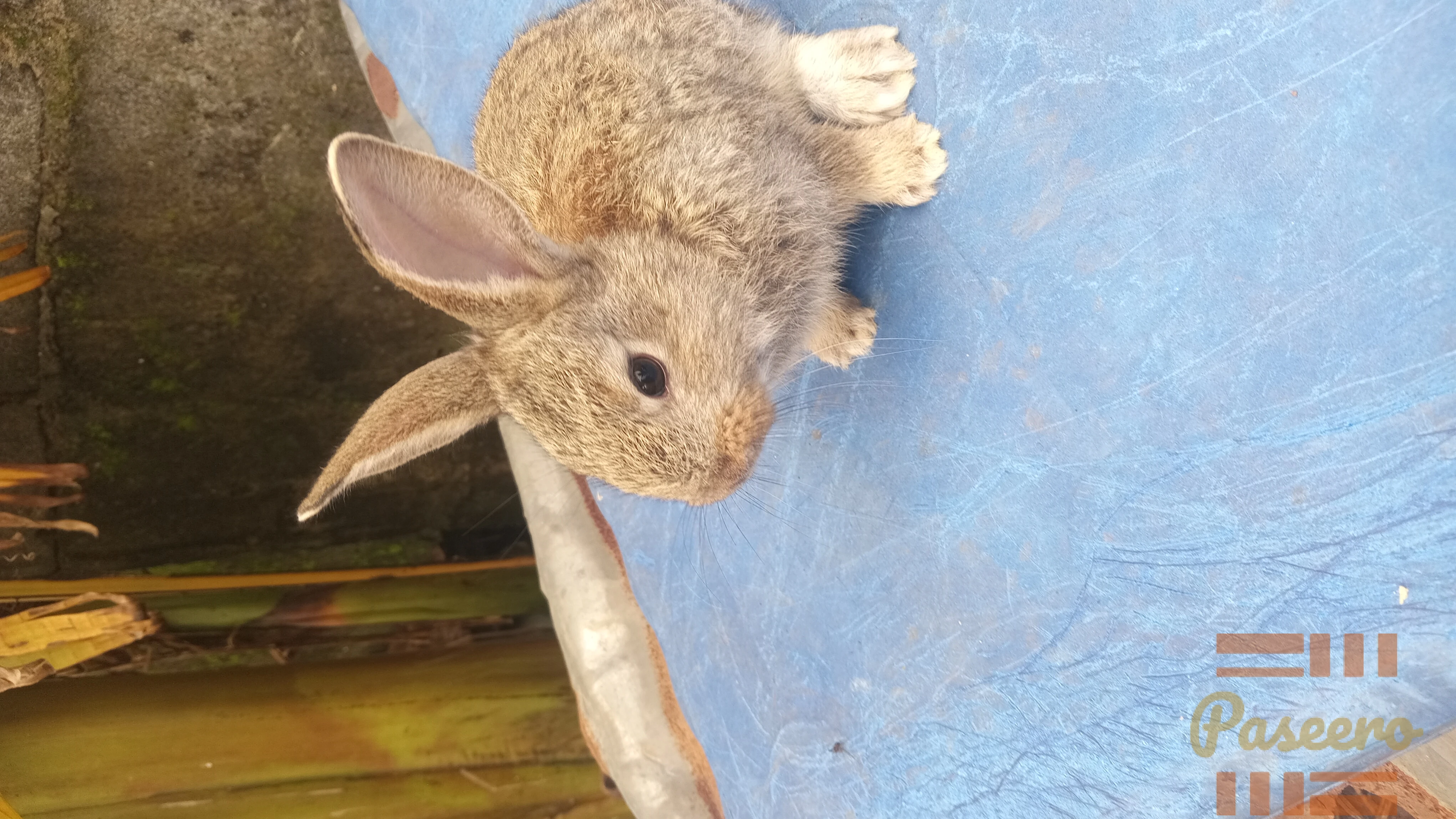 Exotic Bunnies1