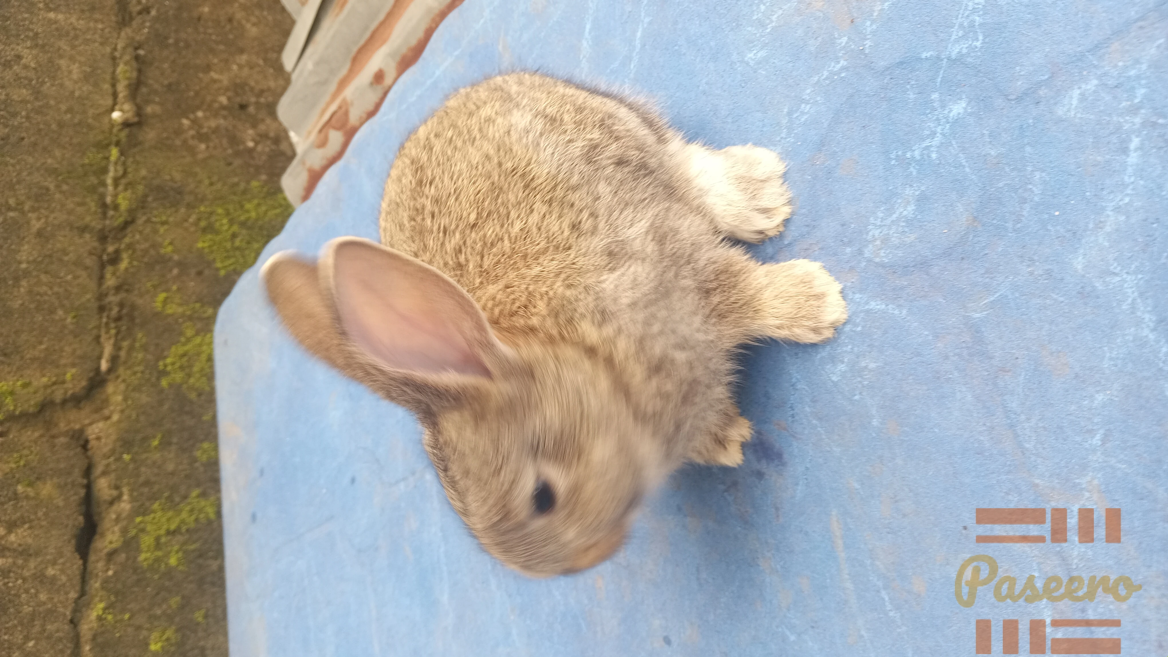 Exotic Bunnies2