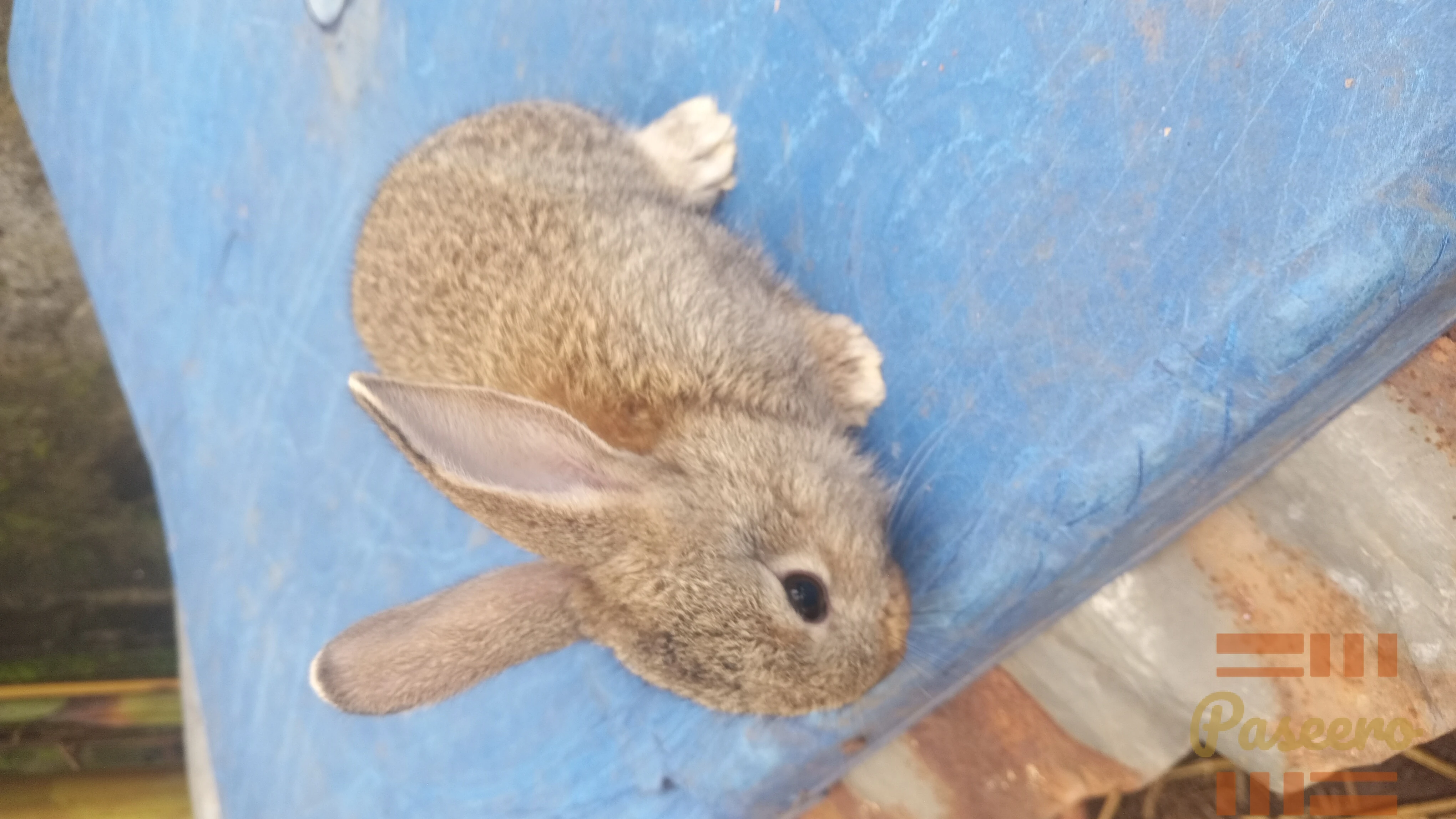 Exotic Bunnies5