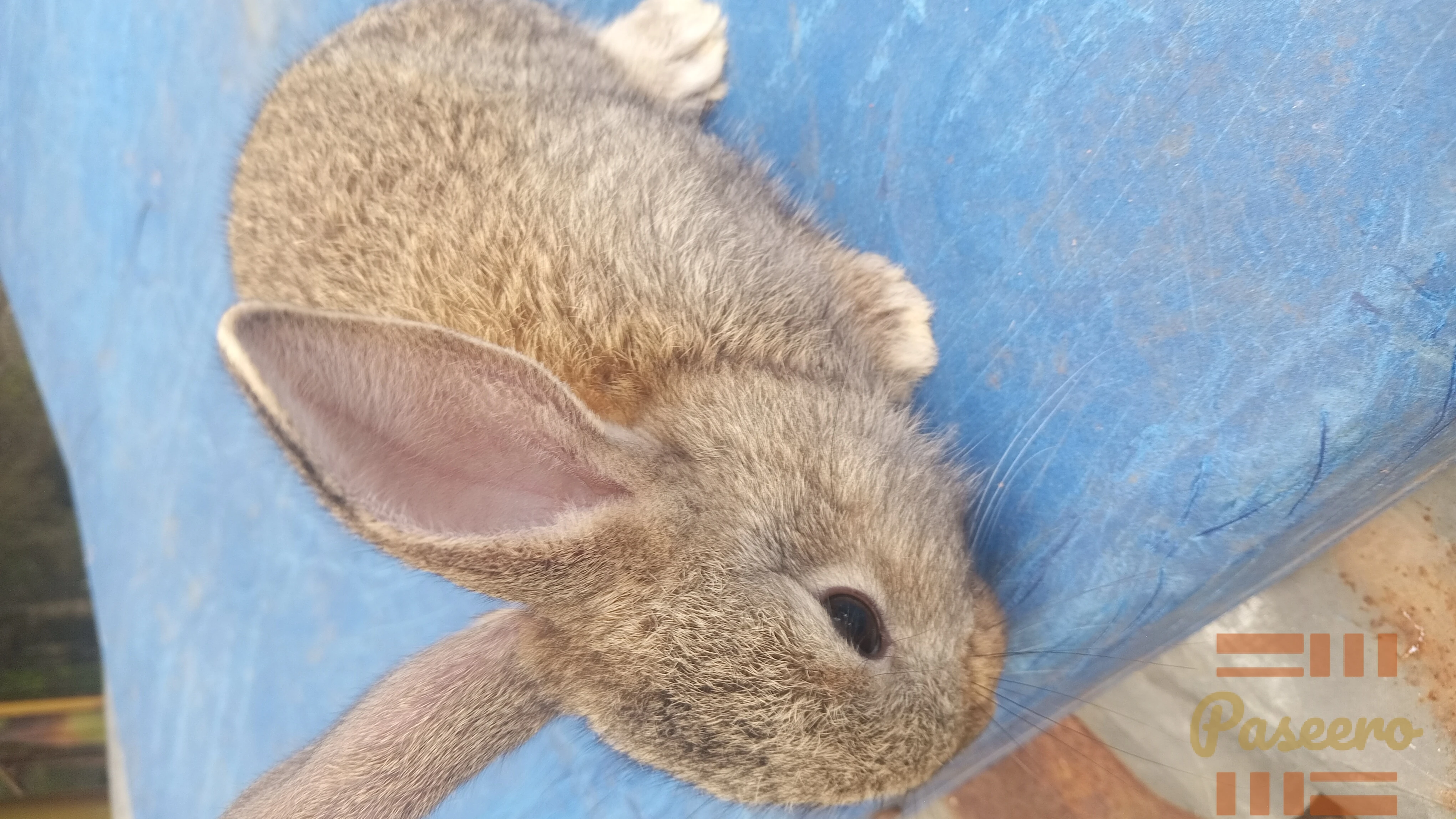 Exotic Bunnies6