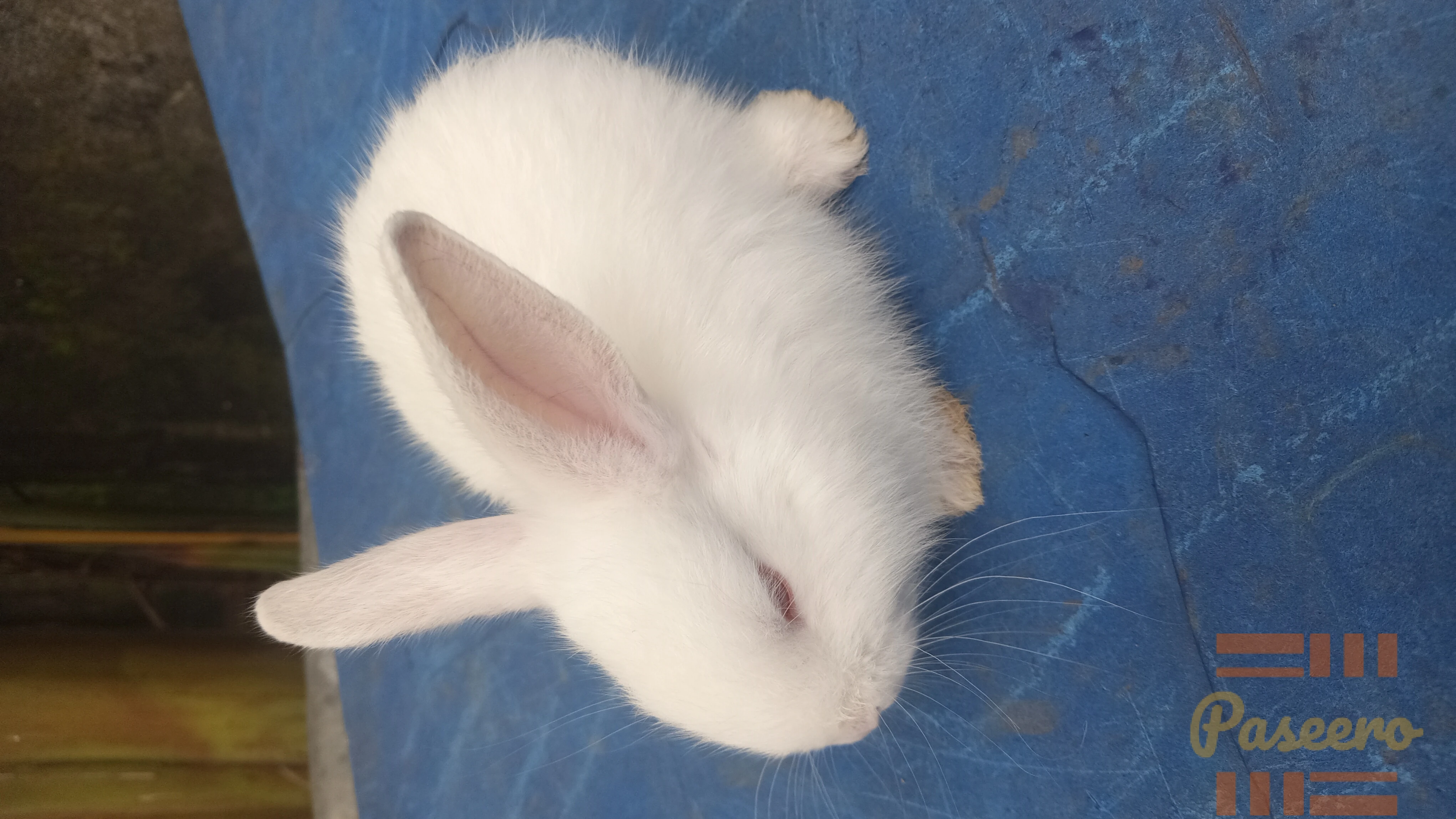 Pet Rabbit4