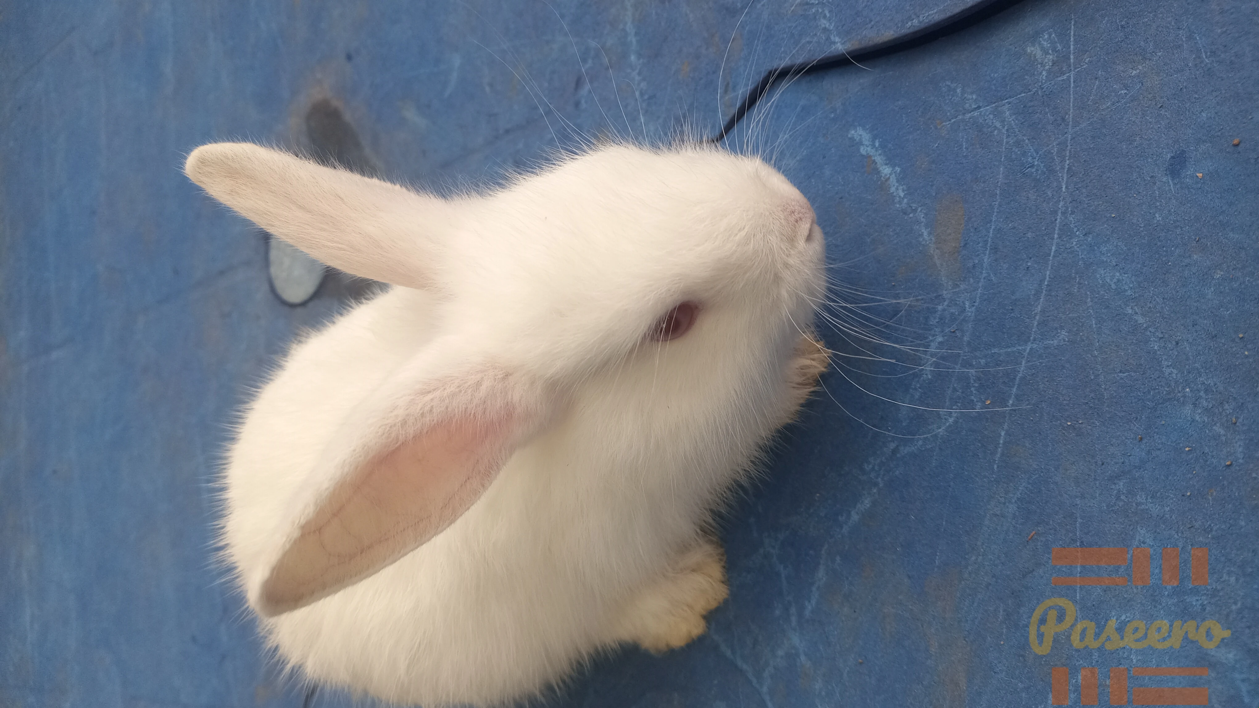 Pet Rabbit5