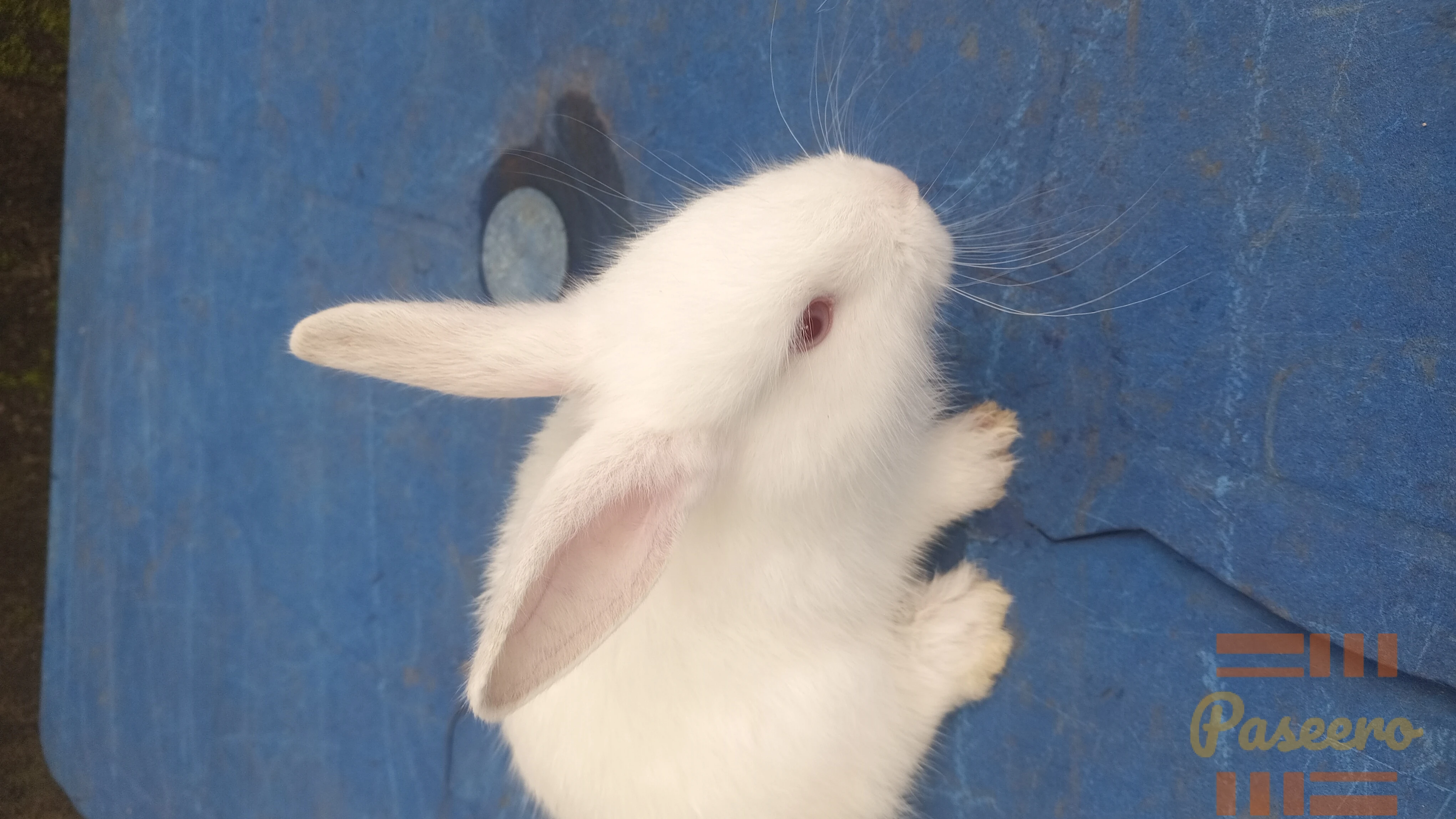 Pet Rabbit