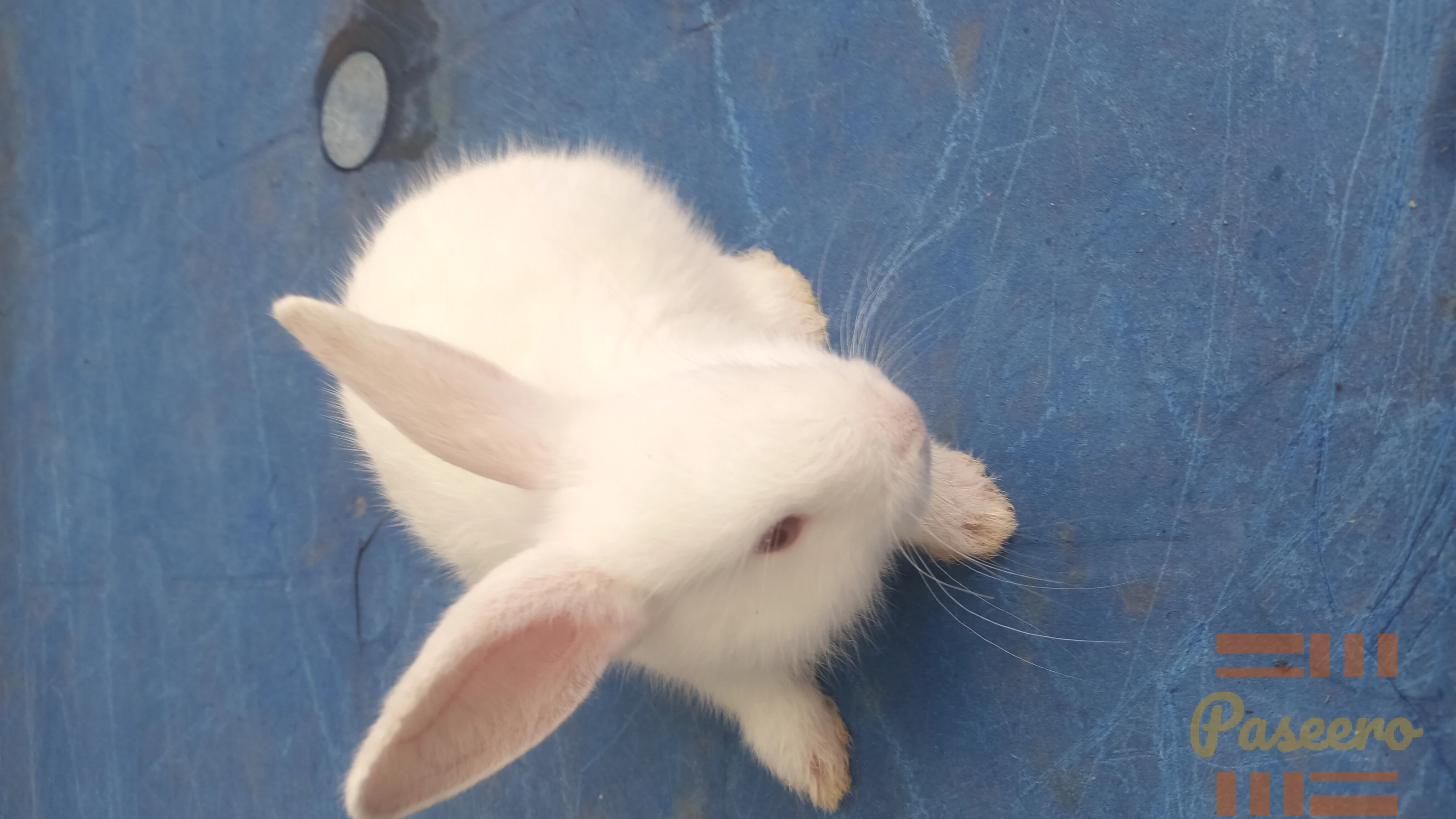 Pet Rabbit1