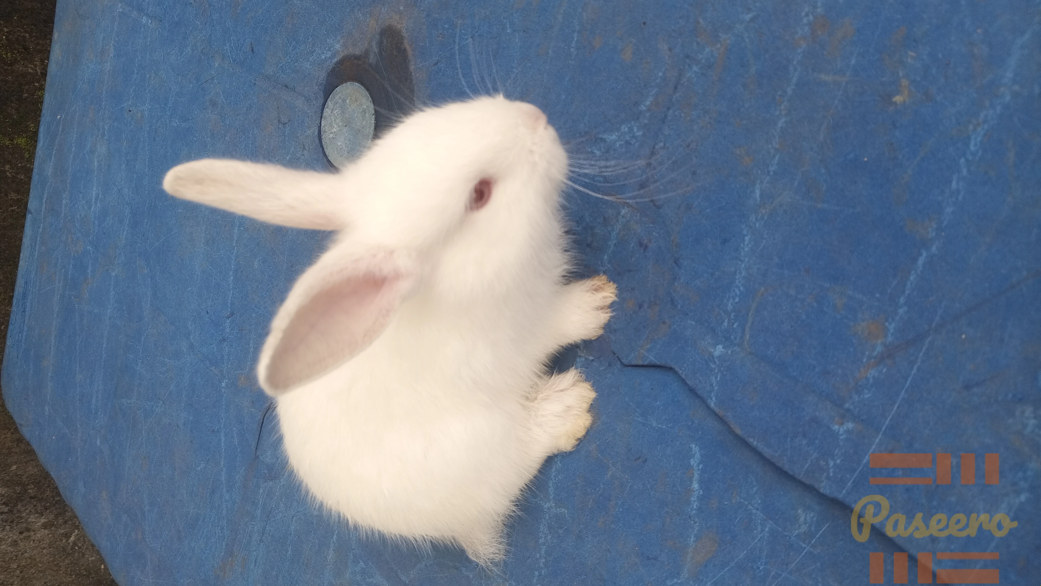 Pet Rabbit2