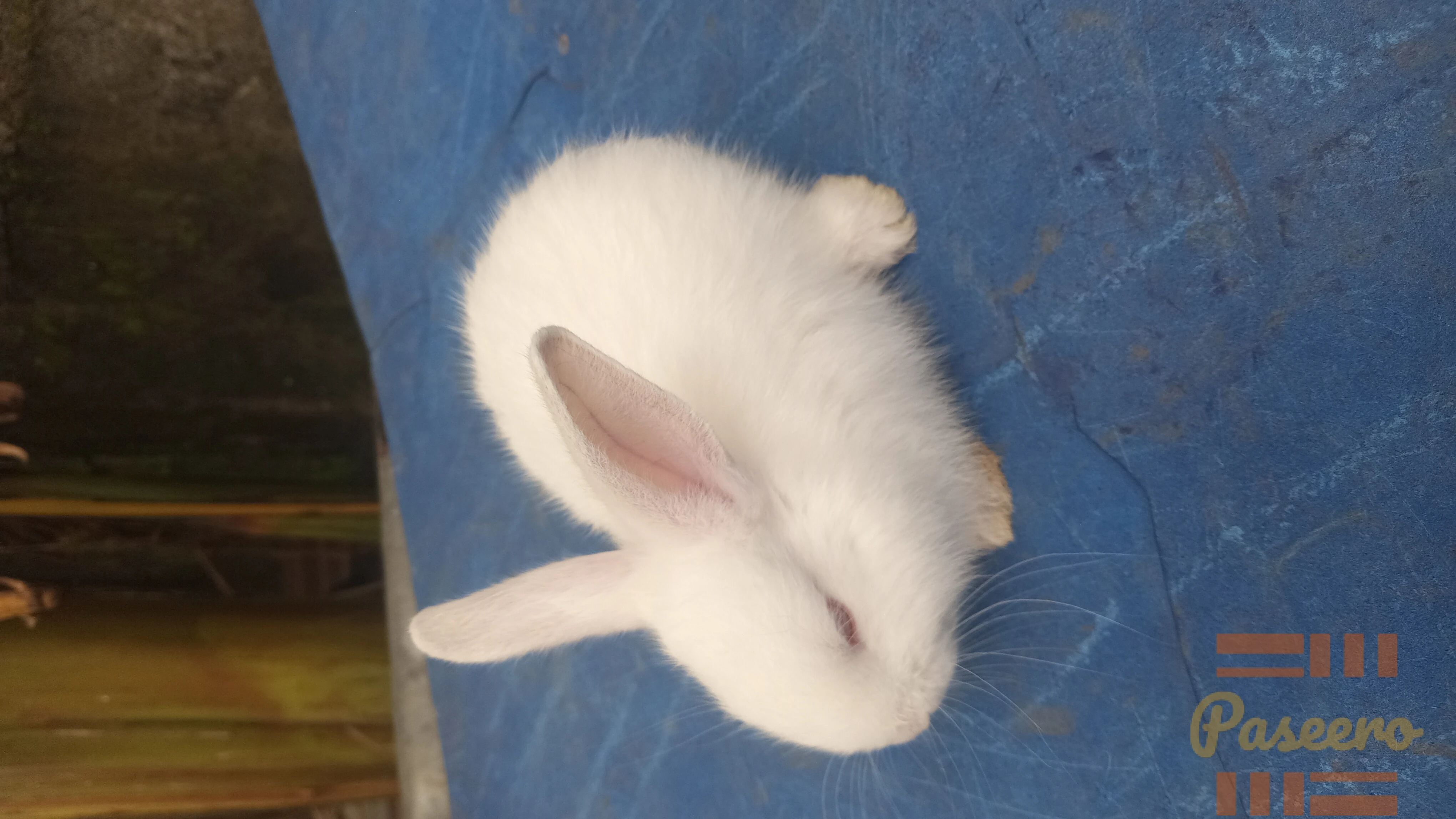 Pet Rabbit3