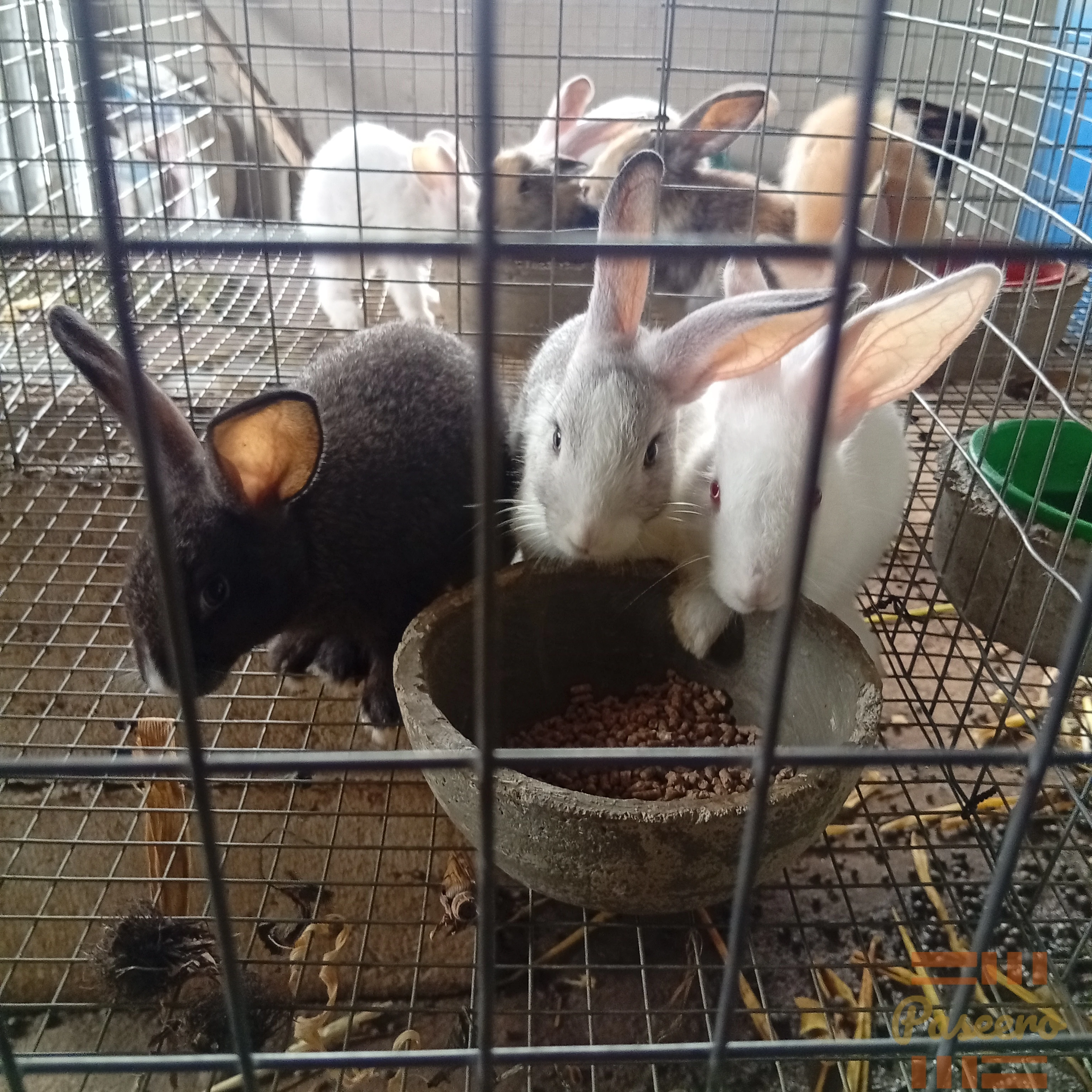 Rabbits for breeding, Meat and Pet5
