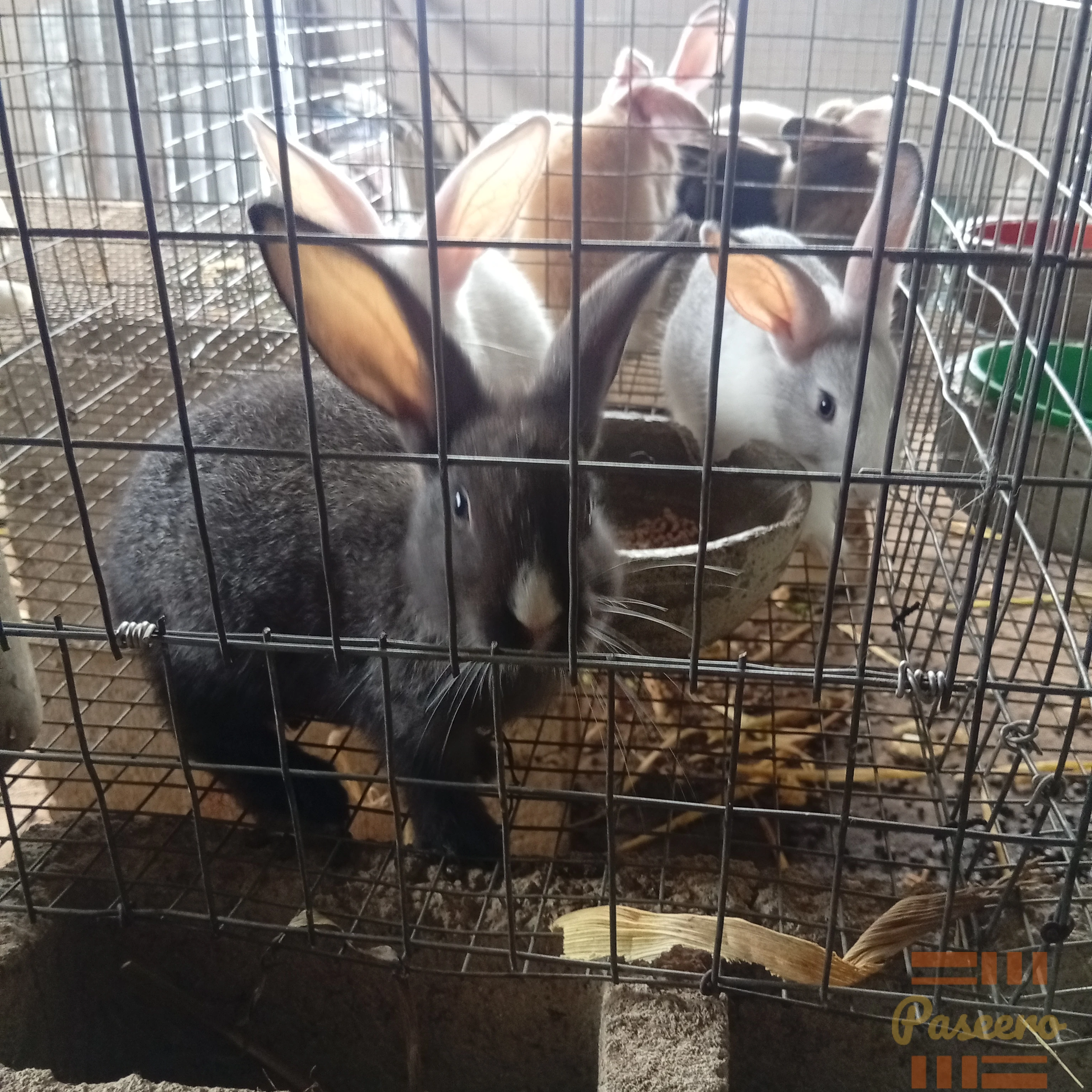 Rabbits for breeding, Meat and Pet4